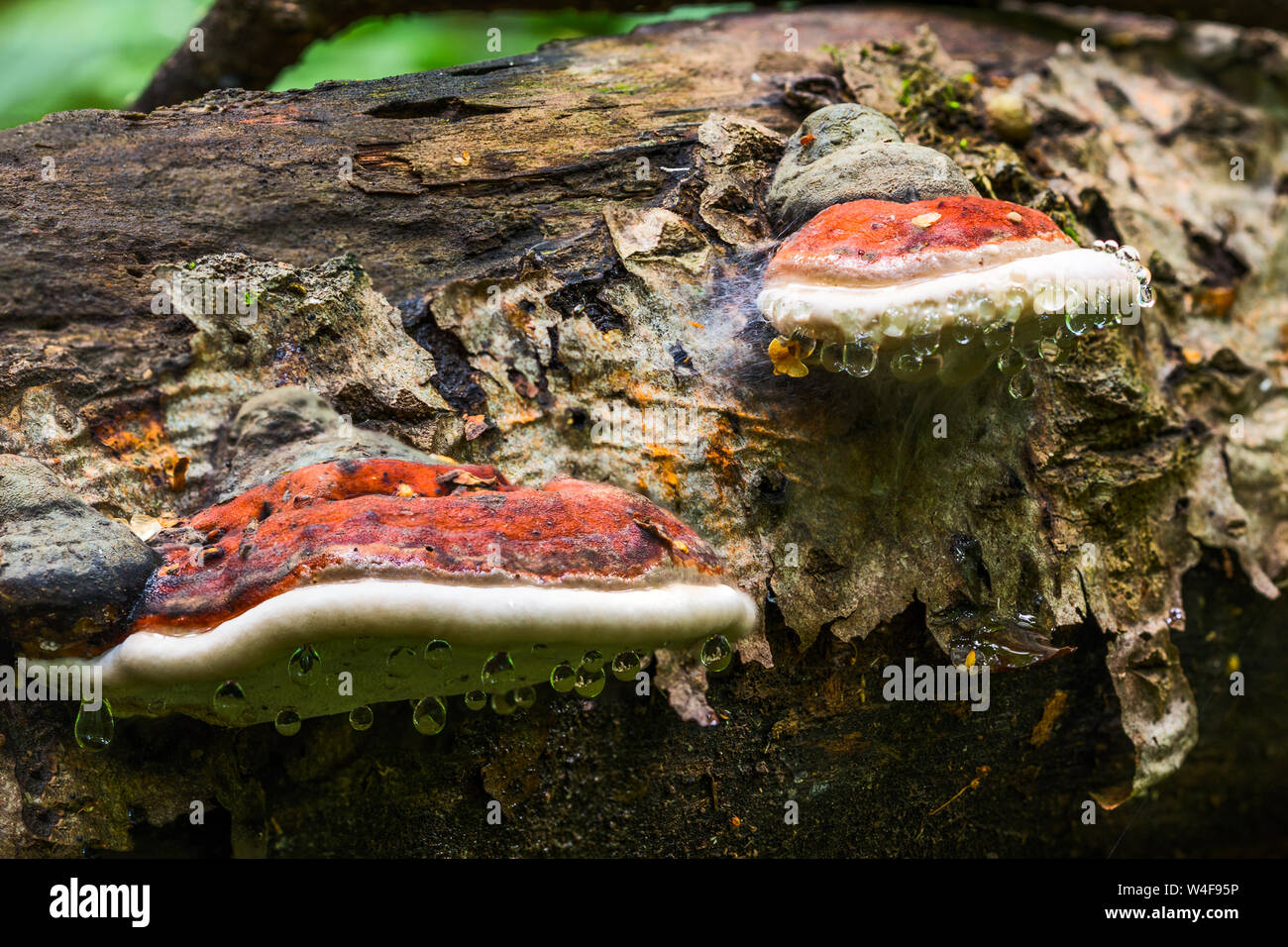 Una coppia di staffa fungo Ganoderma Applanatum deat sul tronco di albero con i principali di gocce di acqua sotto il cappello. Closeup shot con messa a fuoco selettiva e la sfocatura. Foto Stock