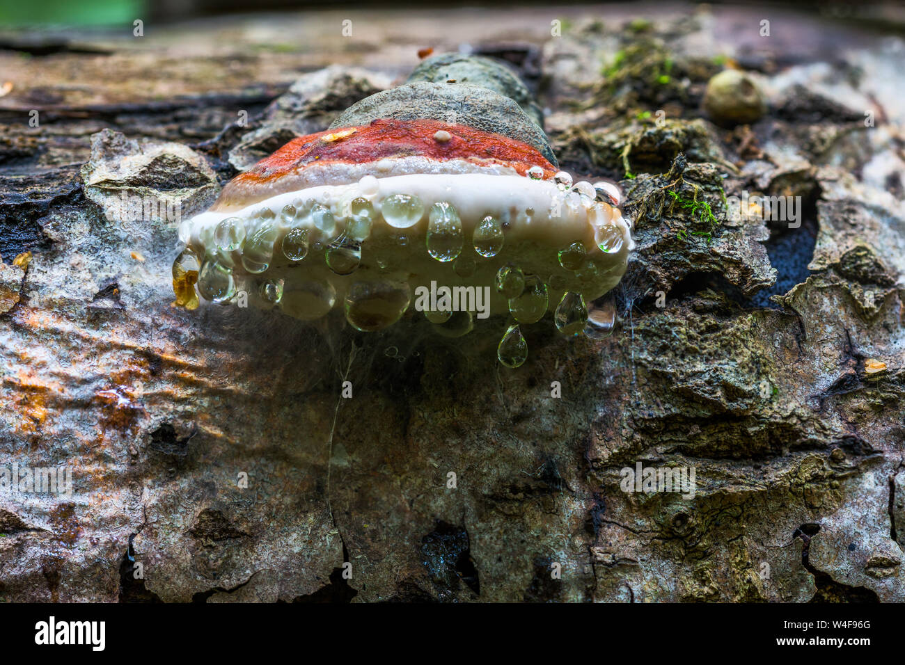 Staffa fungo Ganoderma Applanatum deat sul tronco di albero con i principali di gocce di acqua sotto il cappello. Closeup shot con messa a fuoco selettiva e la sfocatura. Foto Stock