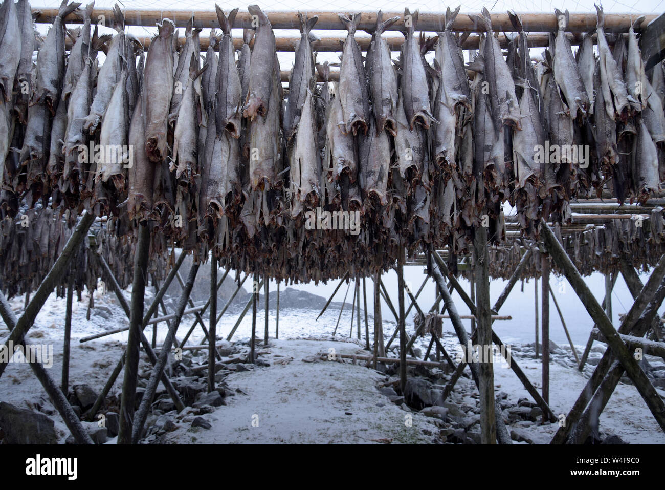 Norvegia, Lofoten, stoccafisso Foto Stock