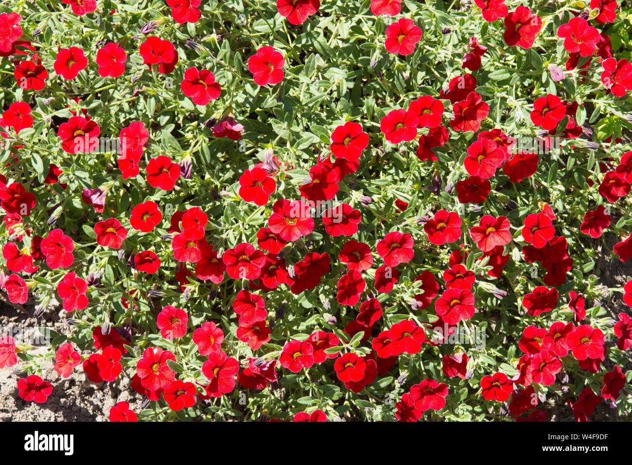 Calibrachoa, possibile, Rosies magenta, pianta di giardino, Sussex, Regno Unito, Luglio Foto Stock