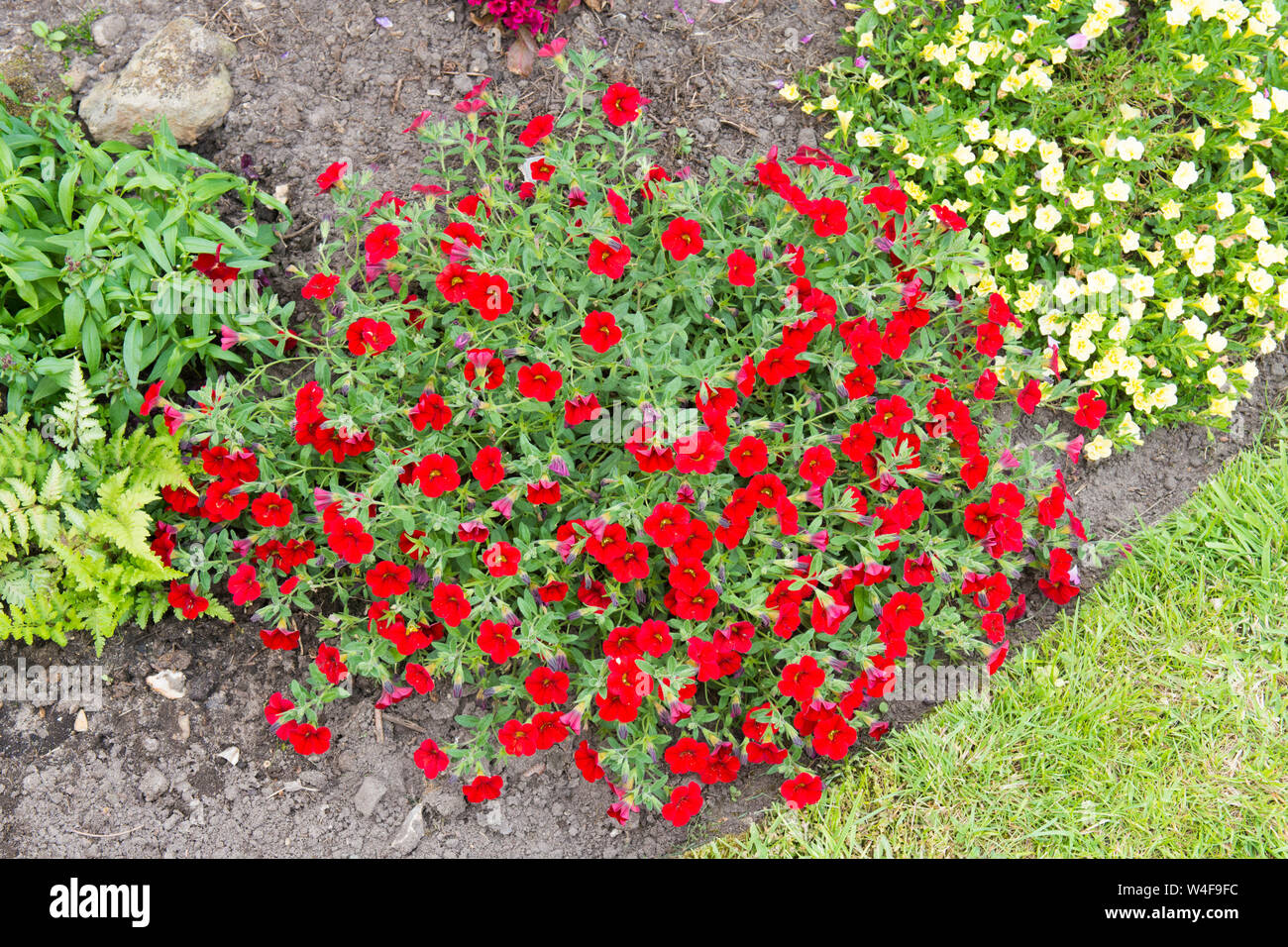 Calibrachoa, possibile, Rosies magenta, pianta di giardino, Sussex, Regno Unito, Luglio Foto Stock