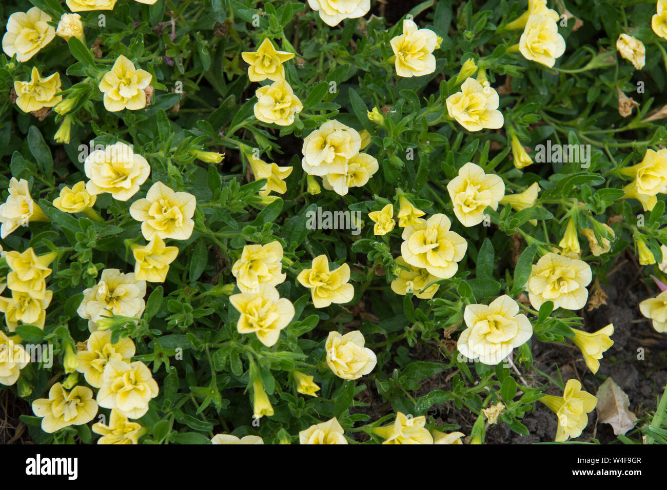 Calibrachoa, profondo giallo, pianta da giardino, fiori gialli, Sussex, Regno Unito, Luglio Foto Stock