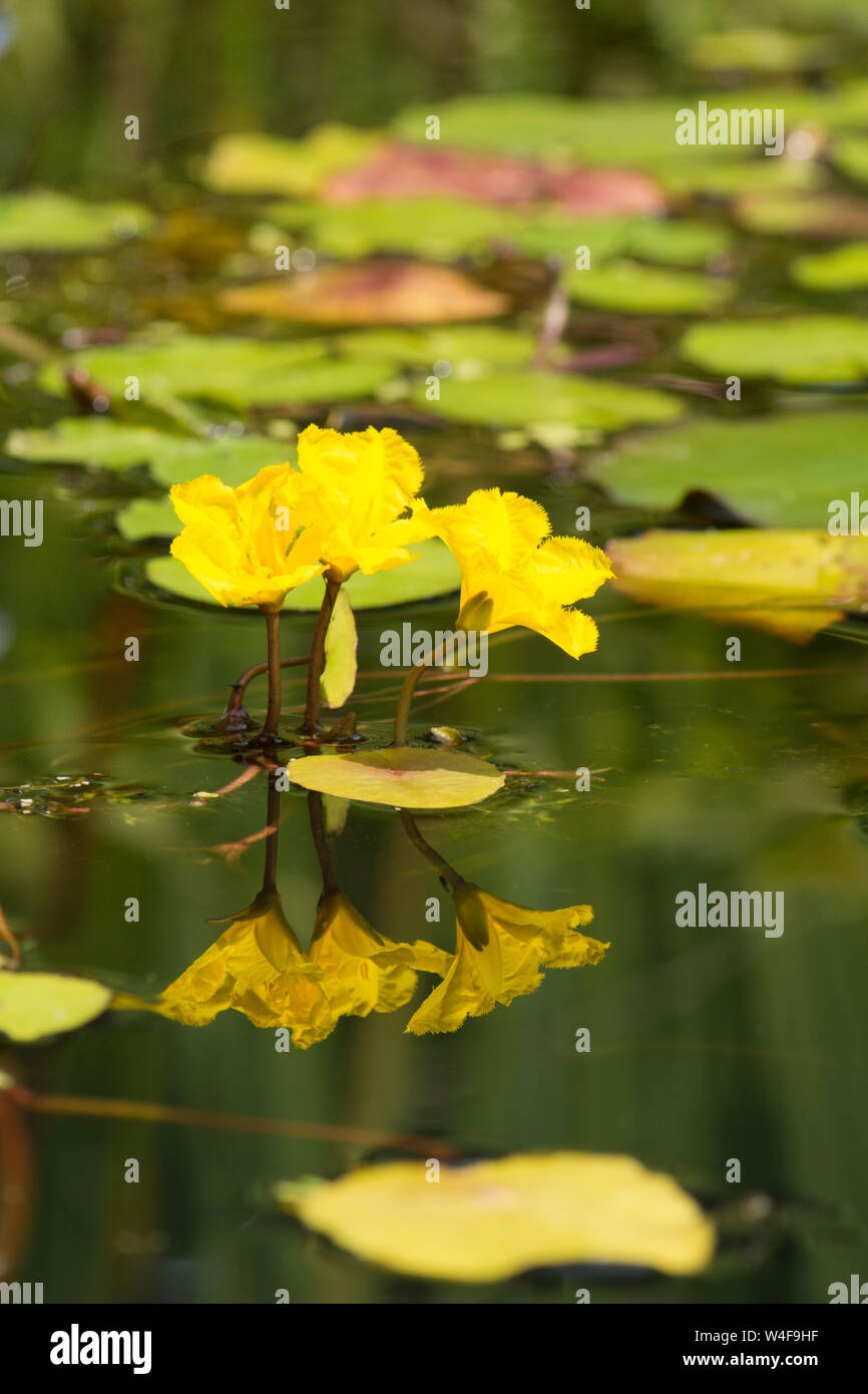 Orlata di acqua-lily, Nymphoides peltatum, tre fiori riflette in giardino stagno di fauna selvatica, Sussex, Regno Unito, luglio, Foto Stock