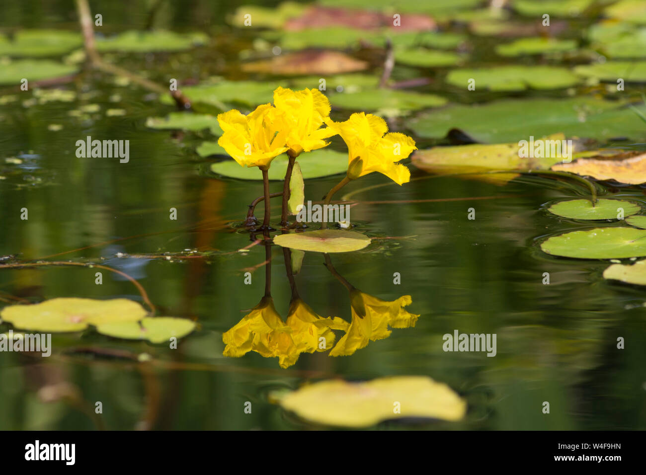 Orlata di acqua-lily, Nymphoides peltatum, tre fiori riflette in giardino stagno di fauna selvatica, Sussex, Regno Unito, luglio, Foto Stock
