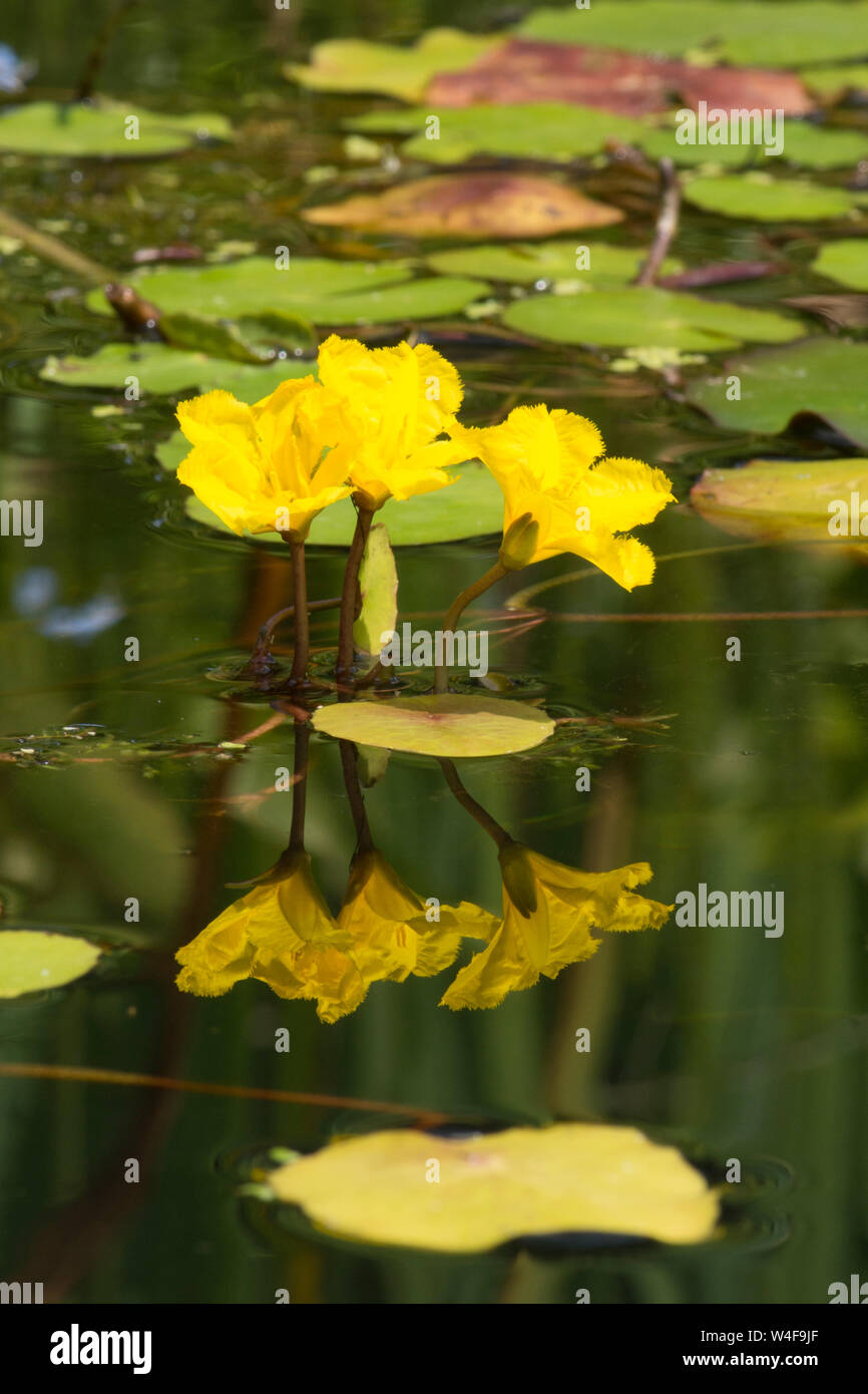 Orlata di acqua-lily, Nymphoides peltatum, tre fiori riflette in giardino stagno di fauna selvatica, Sussex, Regno Unito, luglio, Foto Stock