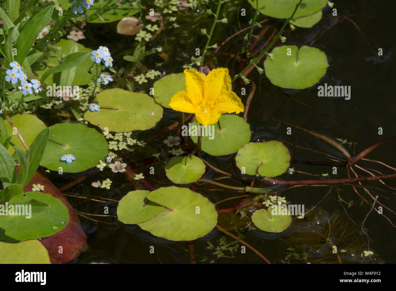Orlata di acqua-lily, Nymphoides peltatum, nel giardino stagno di fauna selvatica, Sussex, Regno Unito, luglio, Foto Stock