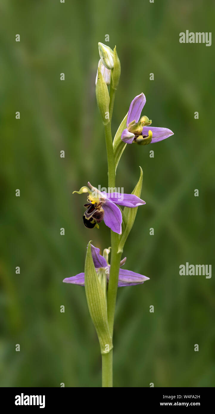 Bee Orchid (Ophrys apifera) Foto Stock