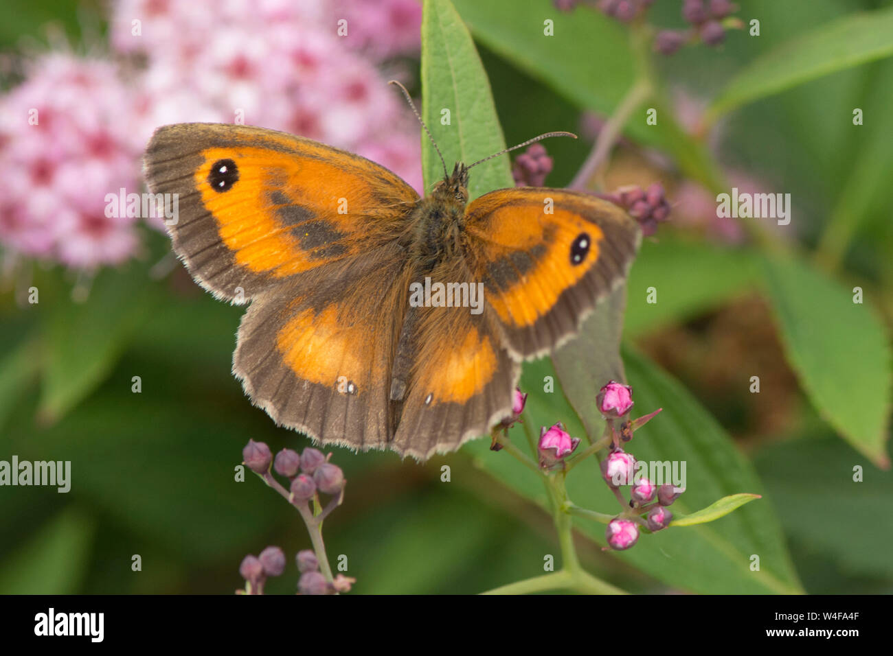 Gatekeeper o Hedge Brown, Pyronia tithonus, butterfly, sulla Spirea, Luglio Foto Stock