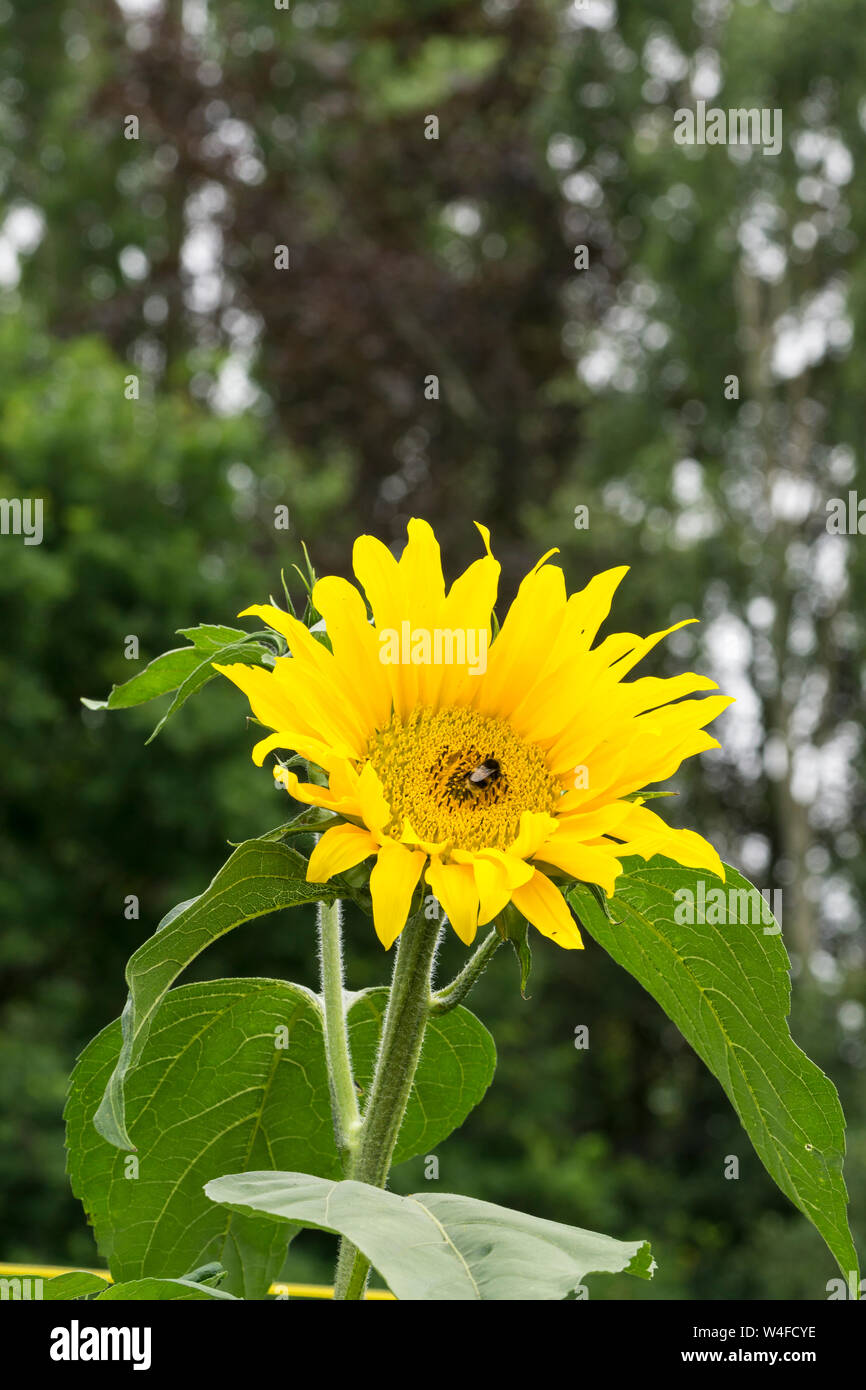 Luminoso giallo girasole Foto Stock