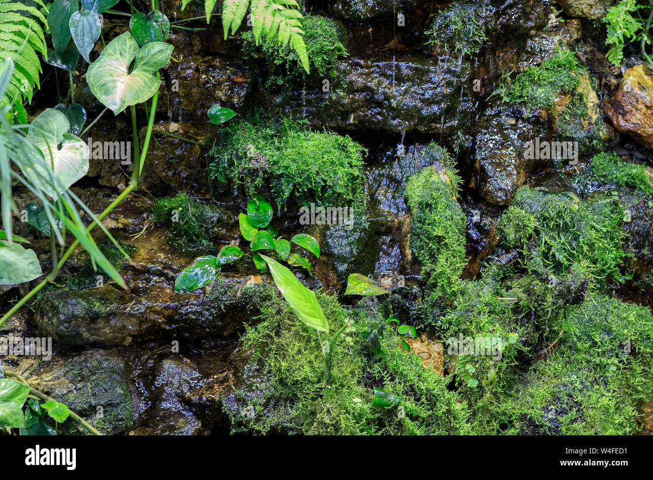 Piante tropicali sullo sfondo della corrente di acqua . Landscape design, progettazione del giardino estivo. Foto Stock