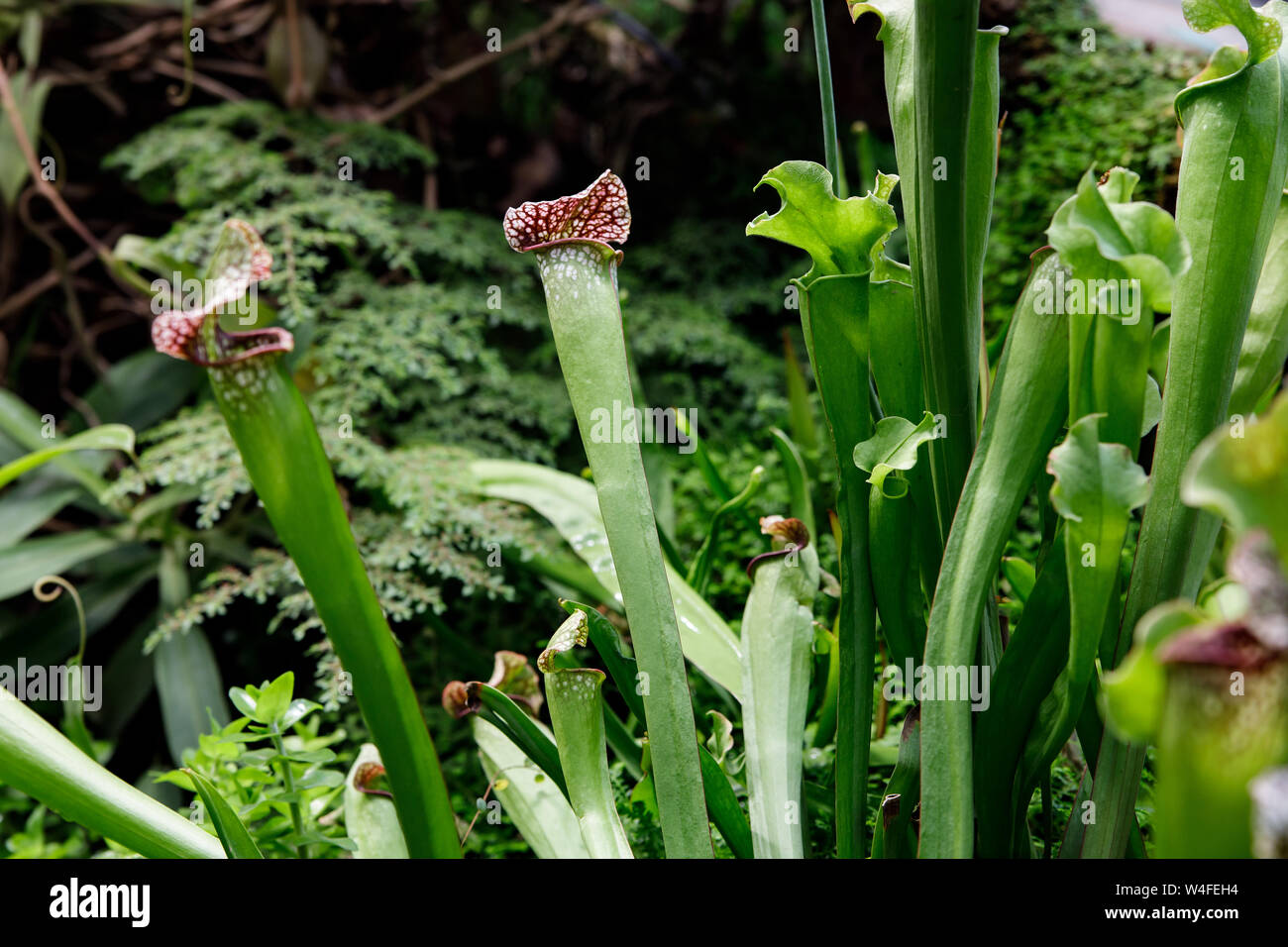 Sarracenia leucophylla, Sarraceniaceae, Nord America sud-est. Fiori esotici. Brocca carnivore piante Foto Stock