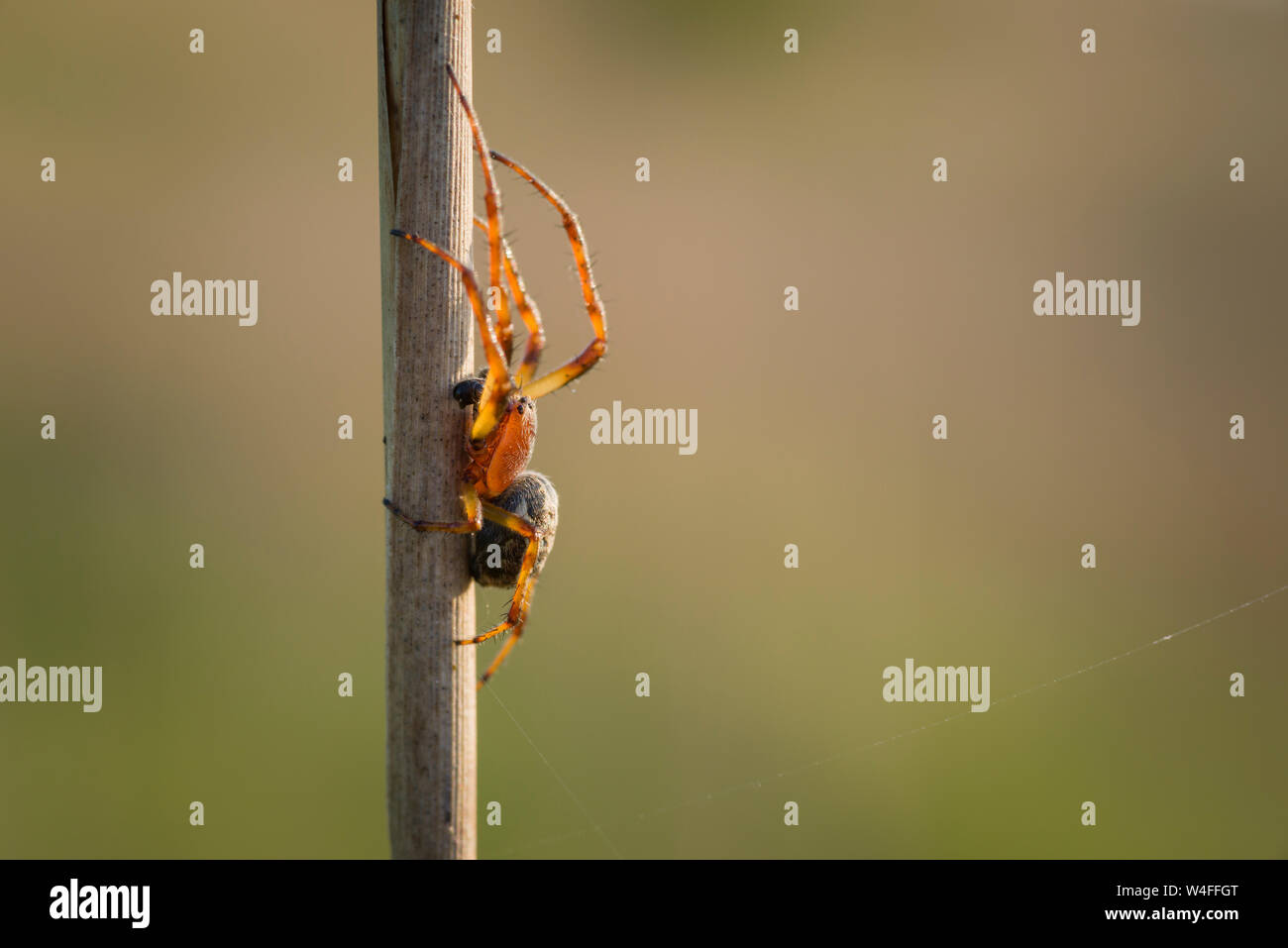 Un solco maschio Orb Spider (Larinioides cornutus) a Priddy Mineries in Mendip Hills, Somerset. Foto Stock