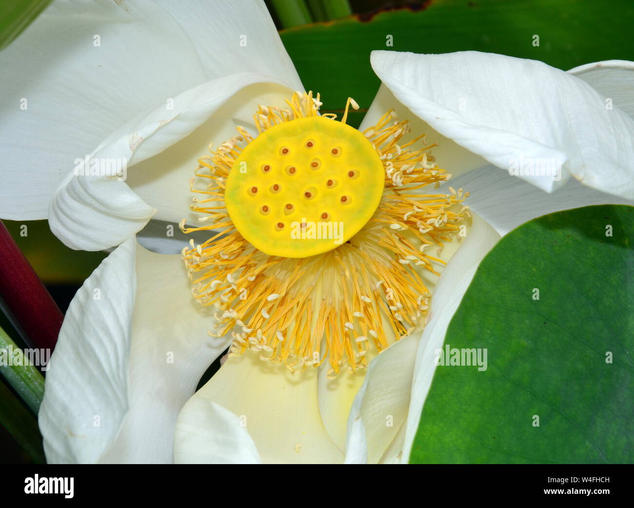 Una bella Nelumbo nucifera, noto anche come Indian lotus, sacro lotus, fagiolo di India, fagiolo egiziano o semplicemente lotus, una pianta acquatica. Foto Stock