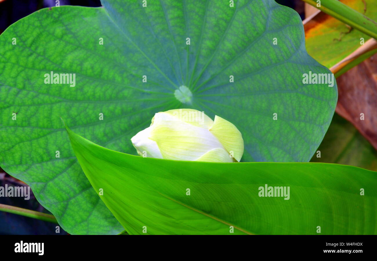 Una bella Nelumbo nucifera, noto anche come Indian lotus, sacro lotus, fagiolo di India, fagiolo egiziano o semplicemente lotus, una pianta acquatica. Foto Stock