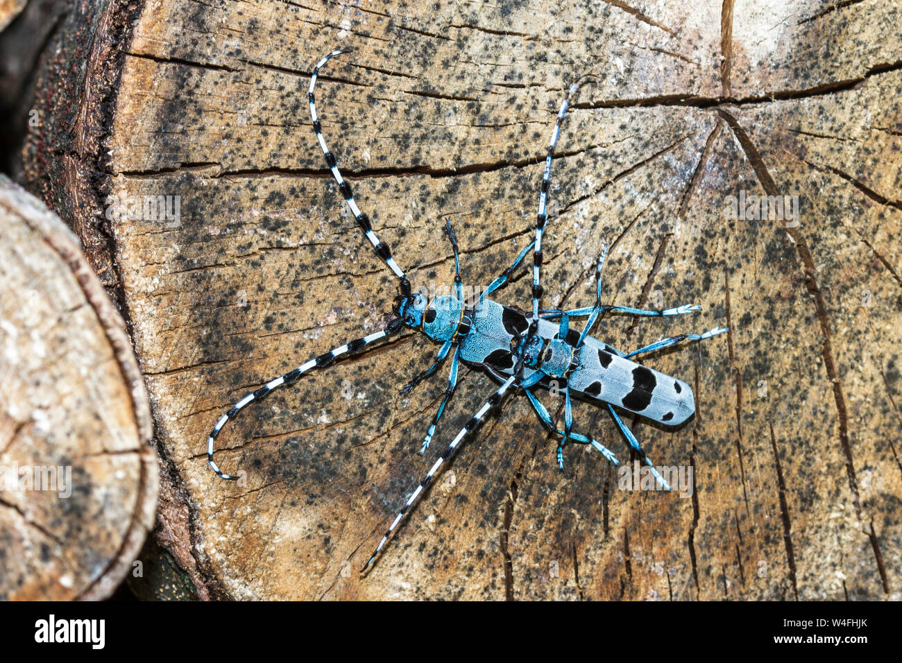 Alpine longhorn beetle, Alpenbock (Rosalia alpina) Foto Stock