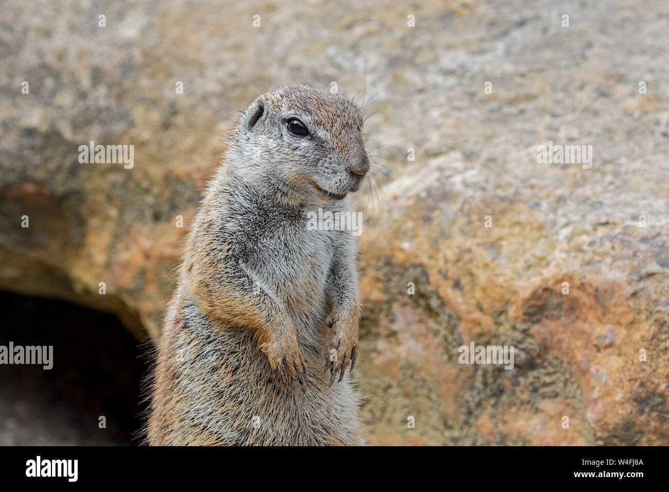 Massa del capo scoiattolo (Xerus inauris) originario dell'Africa del Sud Foto Stock