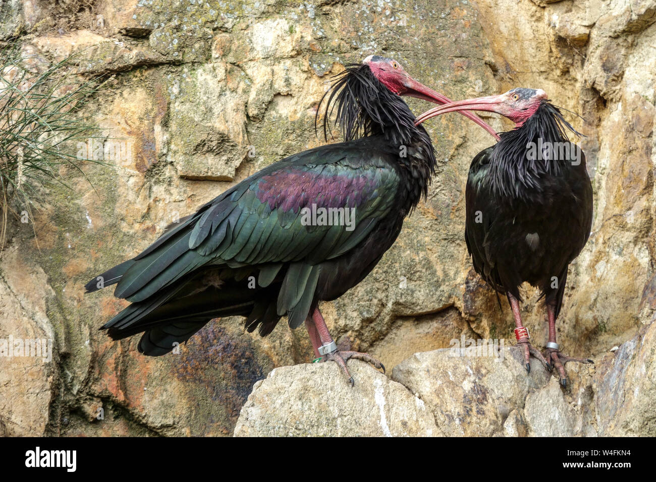La northern calvo Ibis eremita, ibis, o waldrapp, Geronticus eremita, annidata giovane Foto Stock