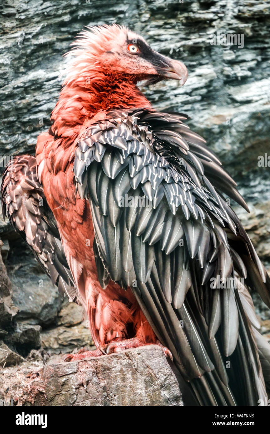 Bearded Vulture Gypaetus barbatus, Ossifrage, piumaggio rosso sangue, appollaiato su una roccia Foto Stock