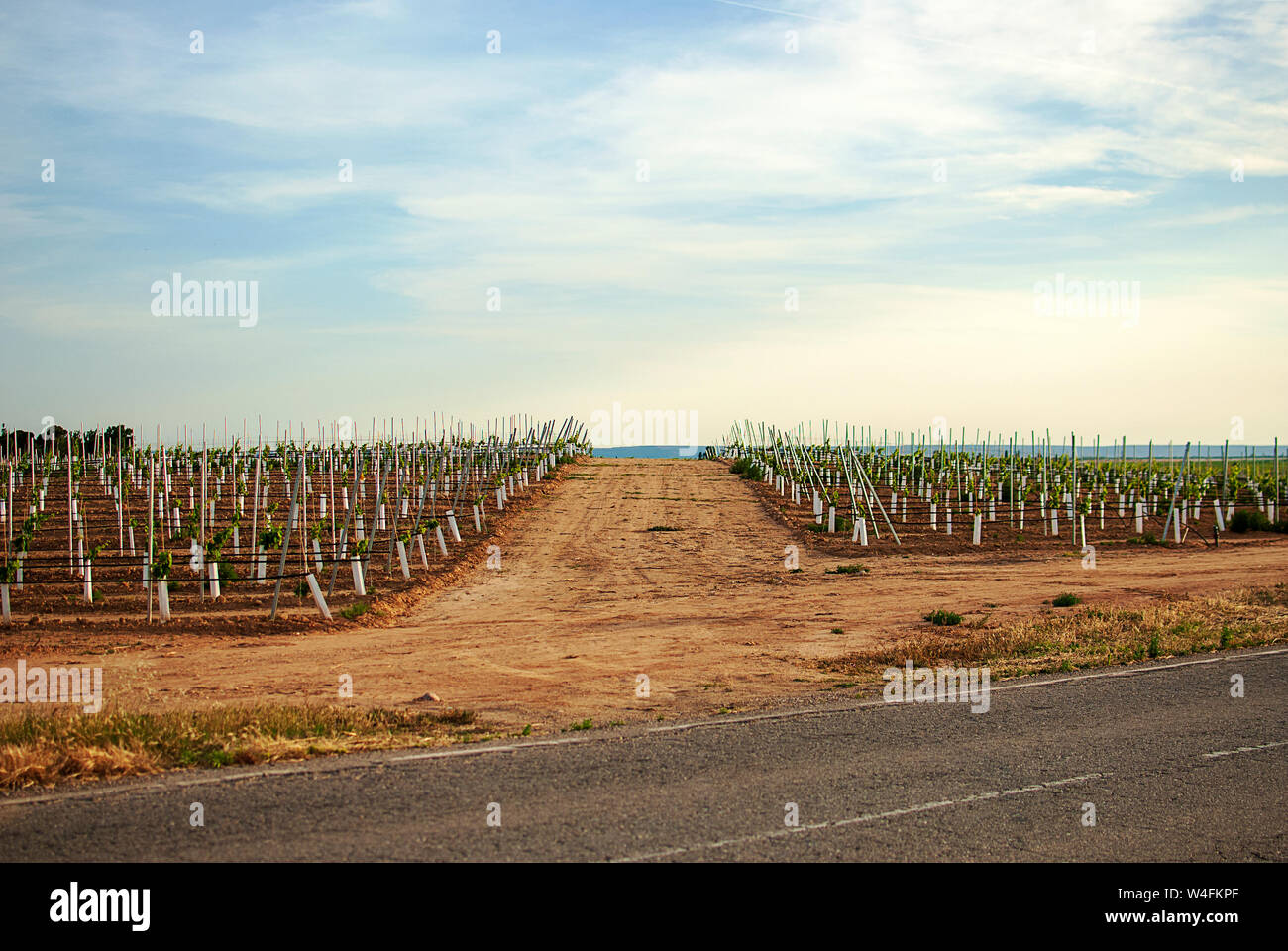 Vigneto di Raimat paesaggi con il sistema di irrigazione per gocciolamento di acqua, al tramonto. I vini di Raimat. Il Cabernet Sauvignon, Merlot, Syrah, Ull de Llebre, Foto Stock