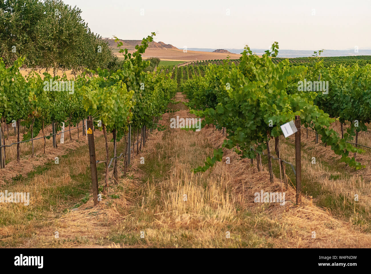 Vigneto di Raimat paesaggi con il sistema di irrigazione per gocciolamento di acqua, al tramonto. I vini di Raimat. Il Cabernet Sauvignon, Merlot, Syrah, Ull de Llebre, Foto Stock