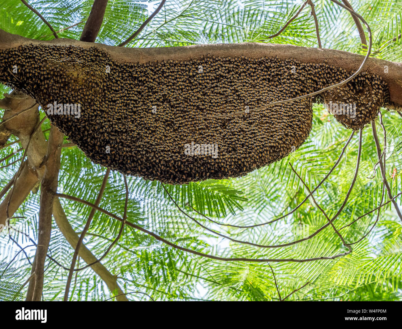 Primo piano grande arnia gigante di miele api su un ramo Foto Stock