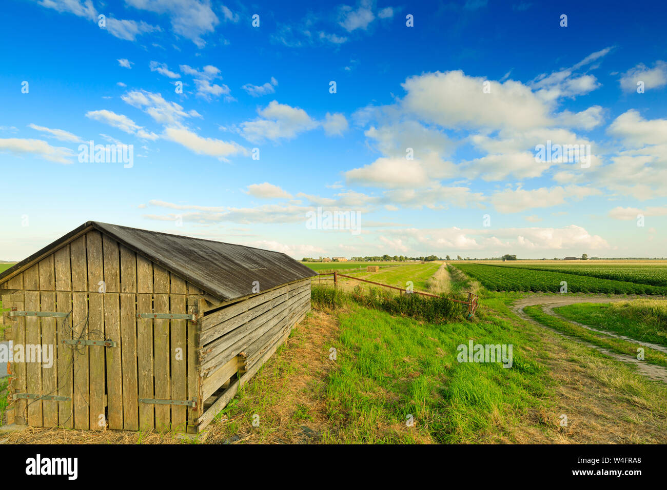 Un paesaggio rurale in estate con un cielo blu e nuvole e una strada di campagna attraverso i campi con un vecchio casolare in estate - Groningen, Paesi Bassi hanno proble Foto Stock Un paesaggio rurale in estate con un cielo blu e nuvole e una strada di campagna attraverso i campi con un vecchio casolare in estate - Groningen, Paesi Bassi hanno proble Foto Stock