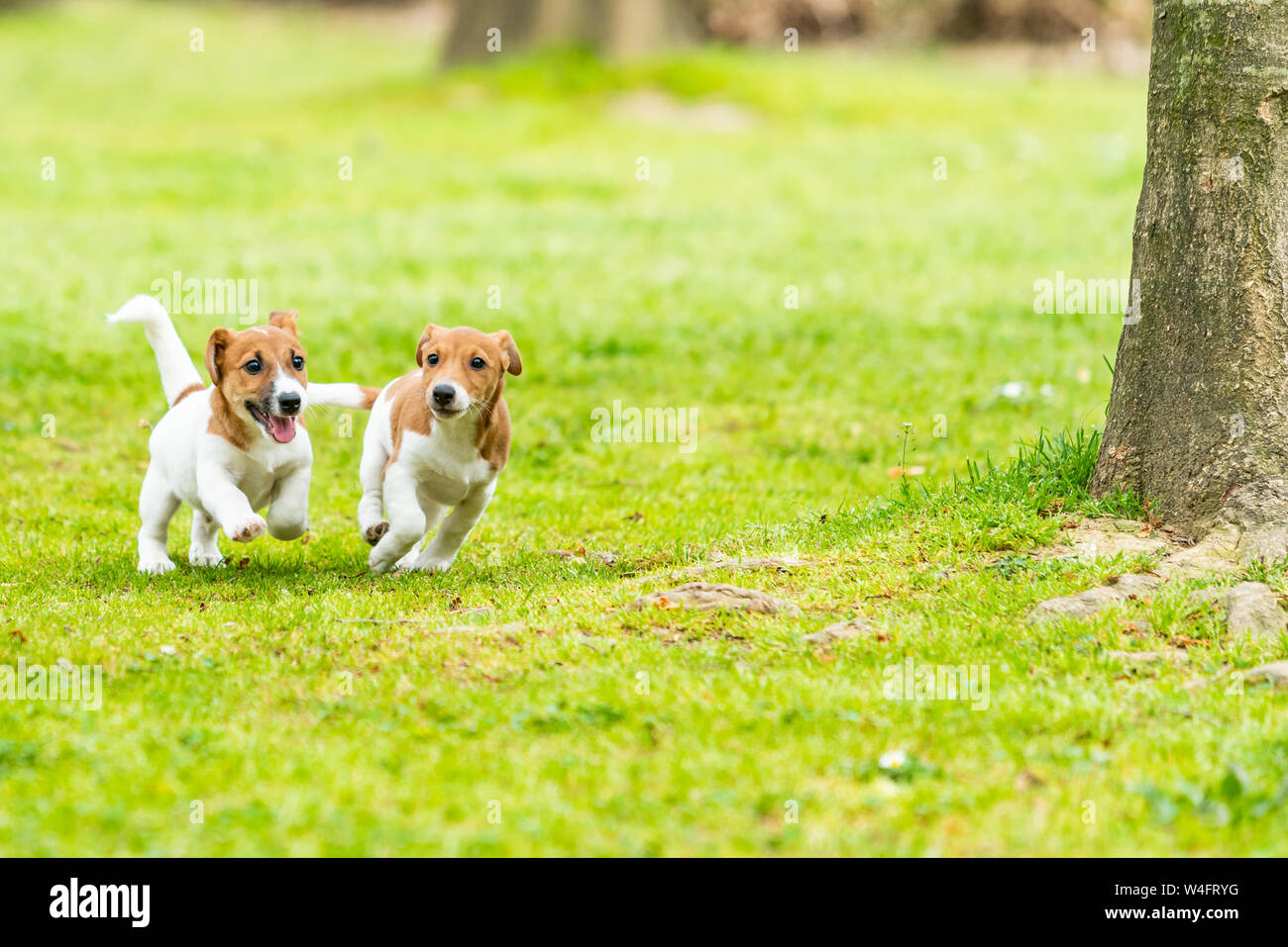 Due Jack Russell Terrier durante la riproduzione. Due meravigliosi jack russell cuccioli Foto Stock