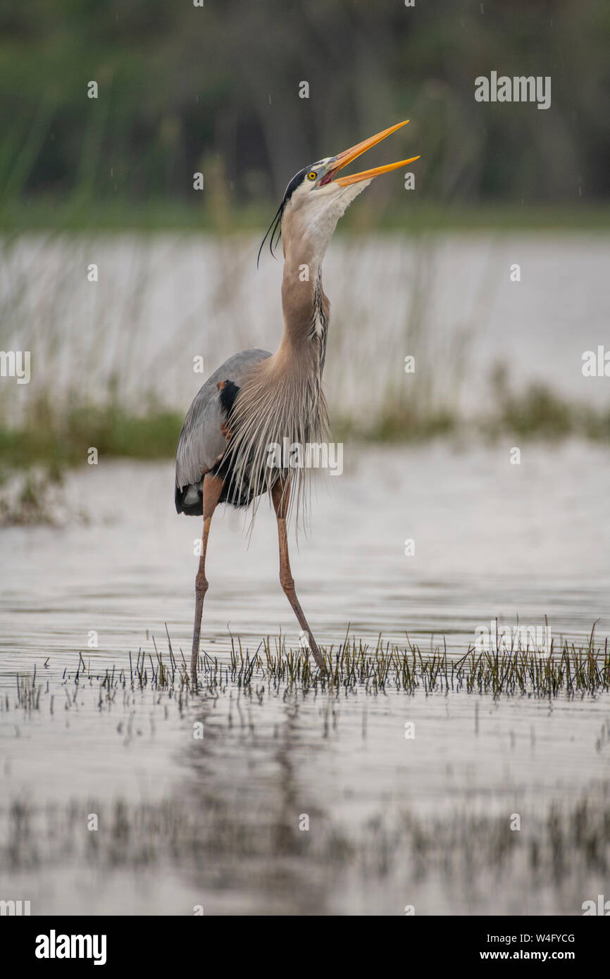 Airone blu (Ardea erodiade). Myakka River State Park, Florida. Crepuscolo. Foto Stock