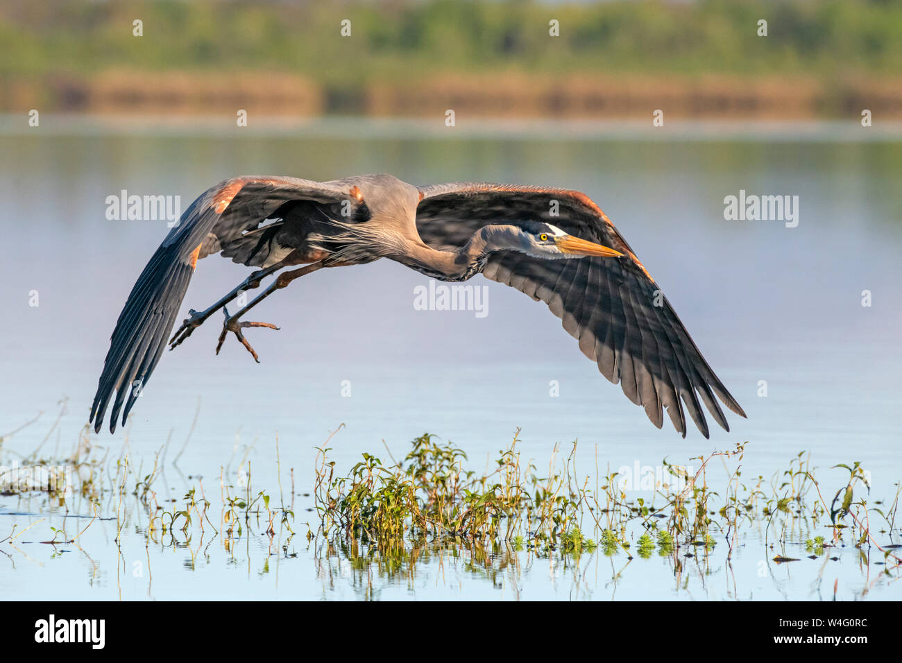 Airone blu (Ardea erodiade). Myakka River State Park, Florida. Foto Stock