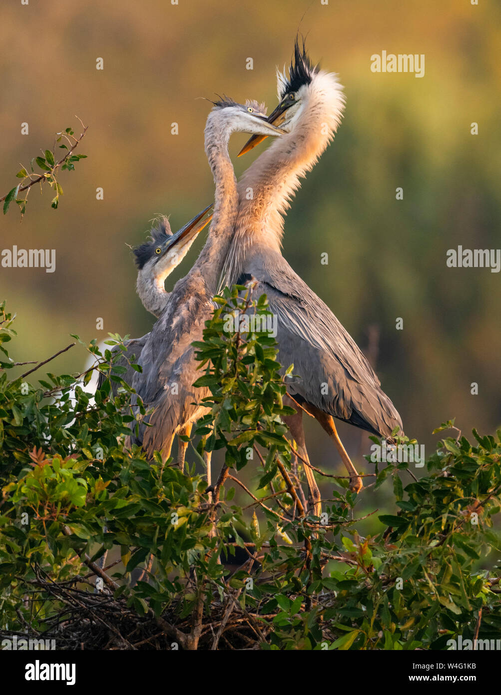 Airone blu (Ardea erodiade). Venezia Rookery, Florida. Alimentazione adulto quasi fledged prole. Foto Stock