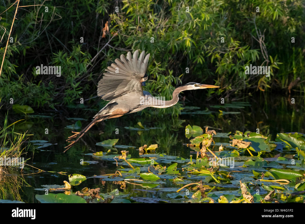 Airone blu (Ardea erodiade). Parco nazionale delle Everglades, Florida. Foto Stock