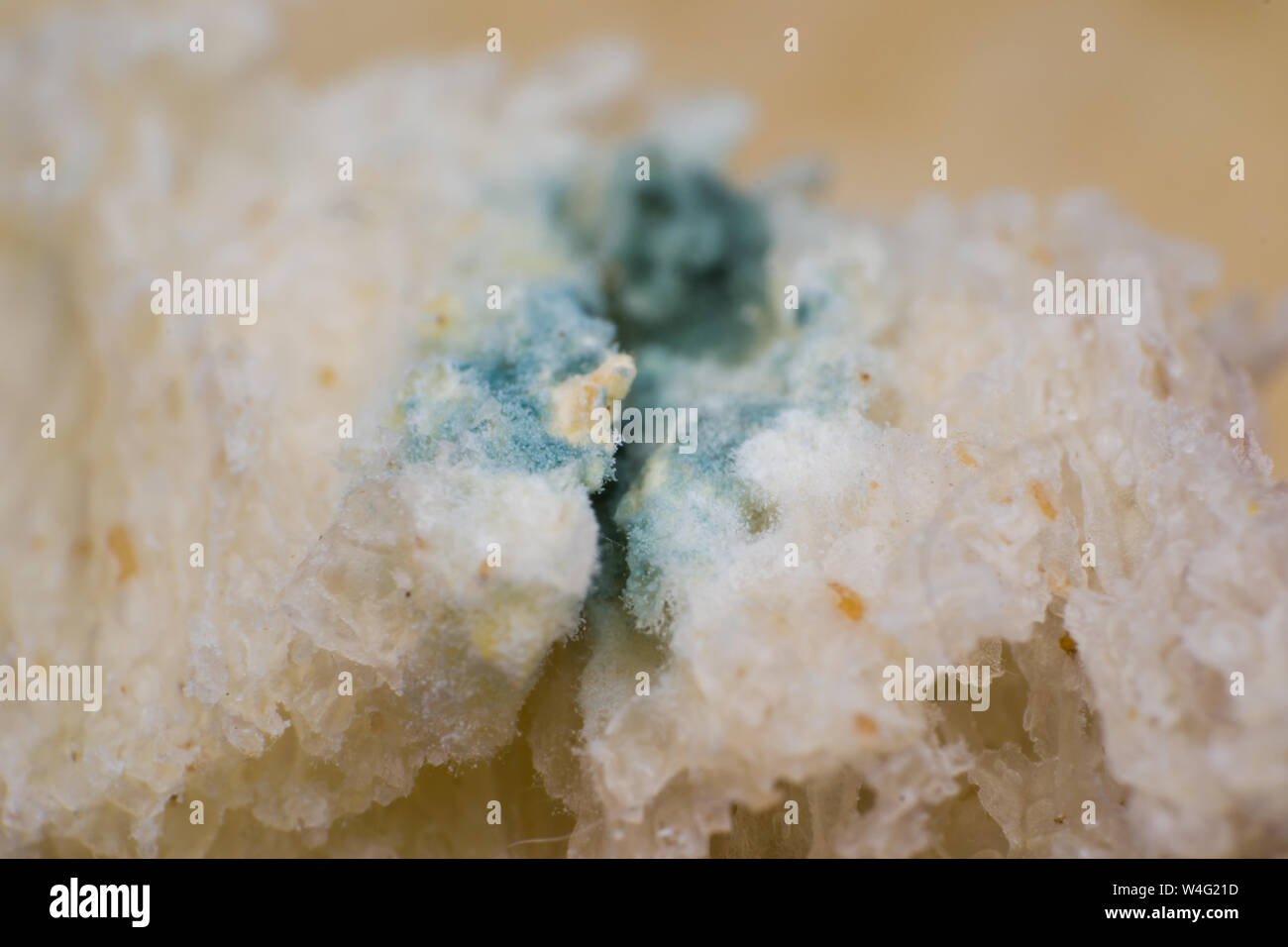 Rhizopus (pane stampo) è un genere di comuni funghi saprofiti, foto macro Foto Stock