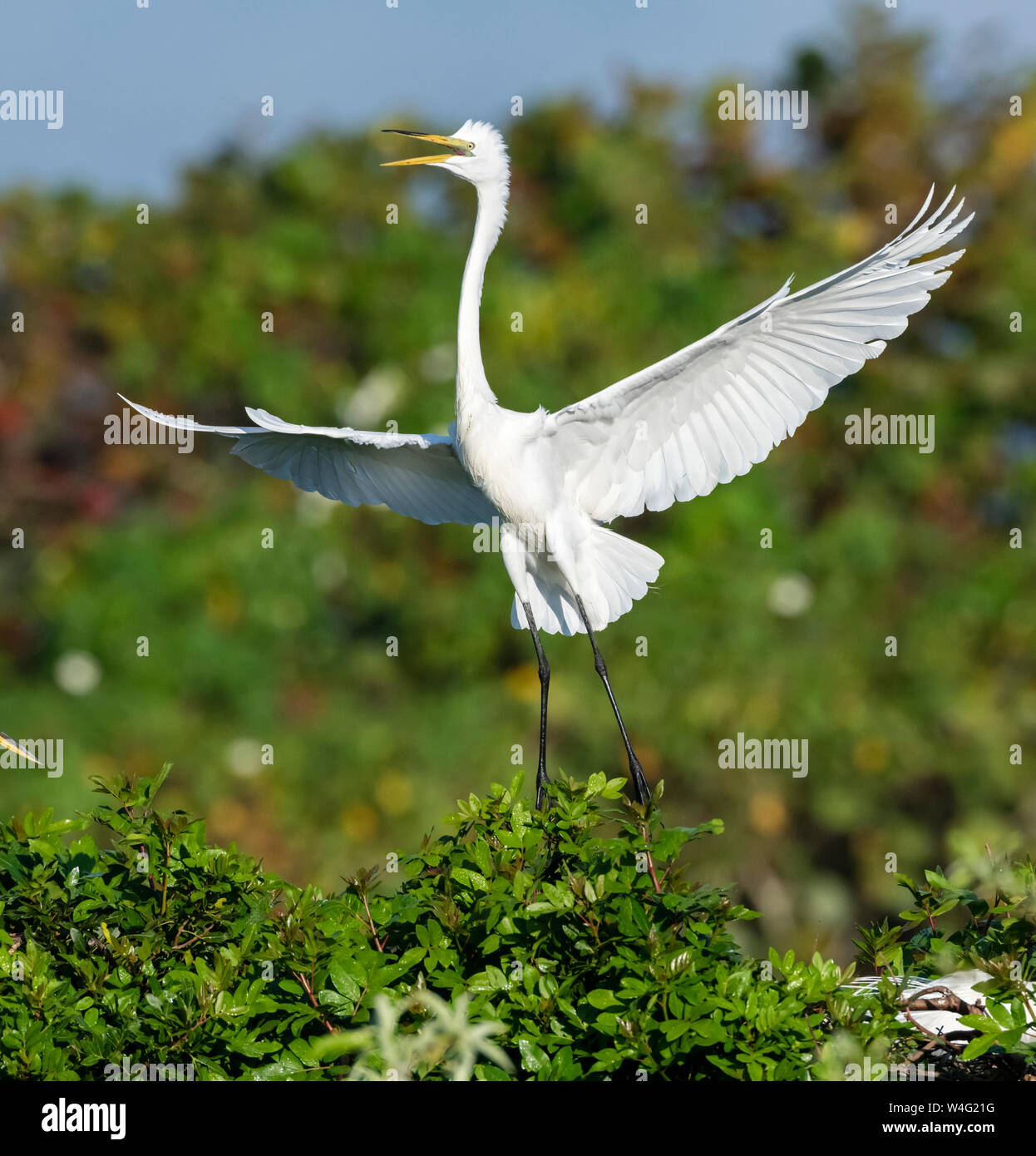 Airone bianco maggiore (Ardea alba). Venezia Rookery, Florida. Foto Stock