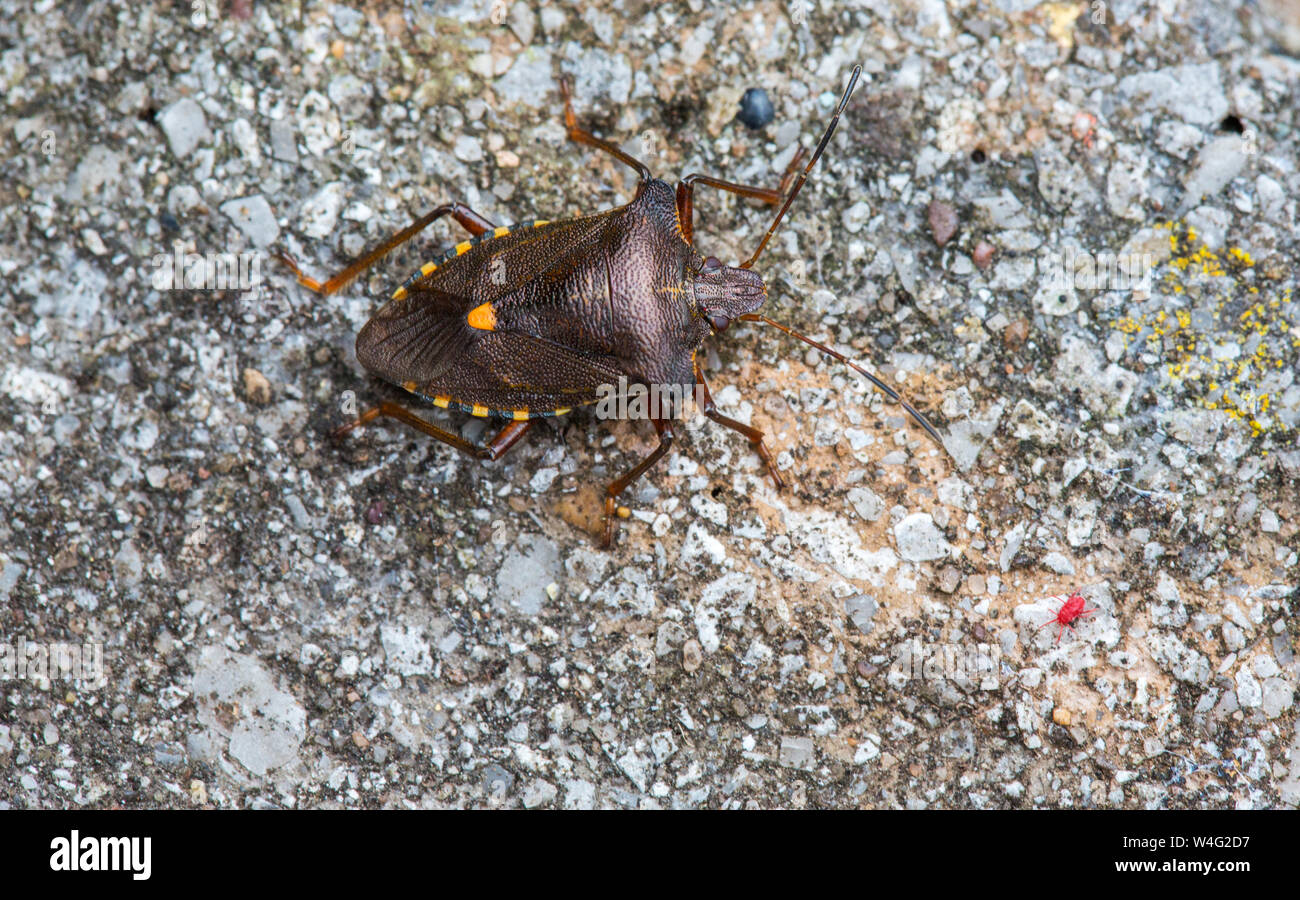 Una foresta Bug, Pentatoma rufipes una specie di scudo bug rimpicciolendo un Acaro rosso, Tetranychus urticae in un giardino a Ambleside, Cumbria, Regno Unito. Foto Stock