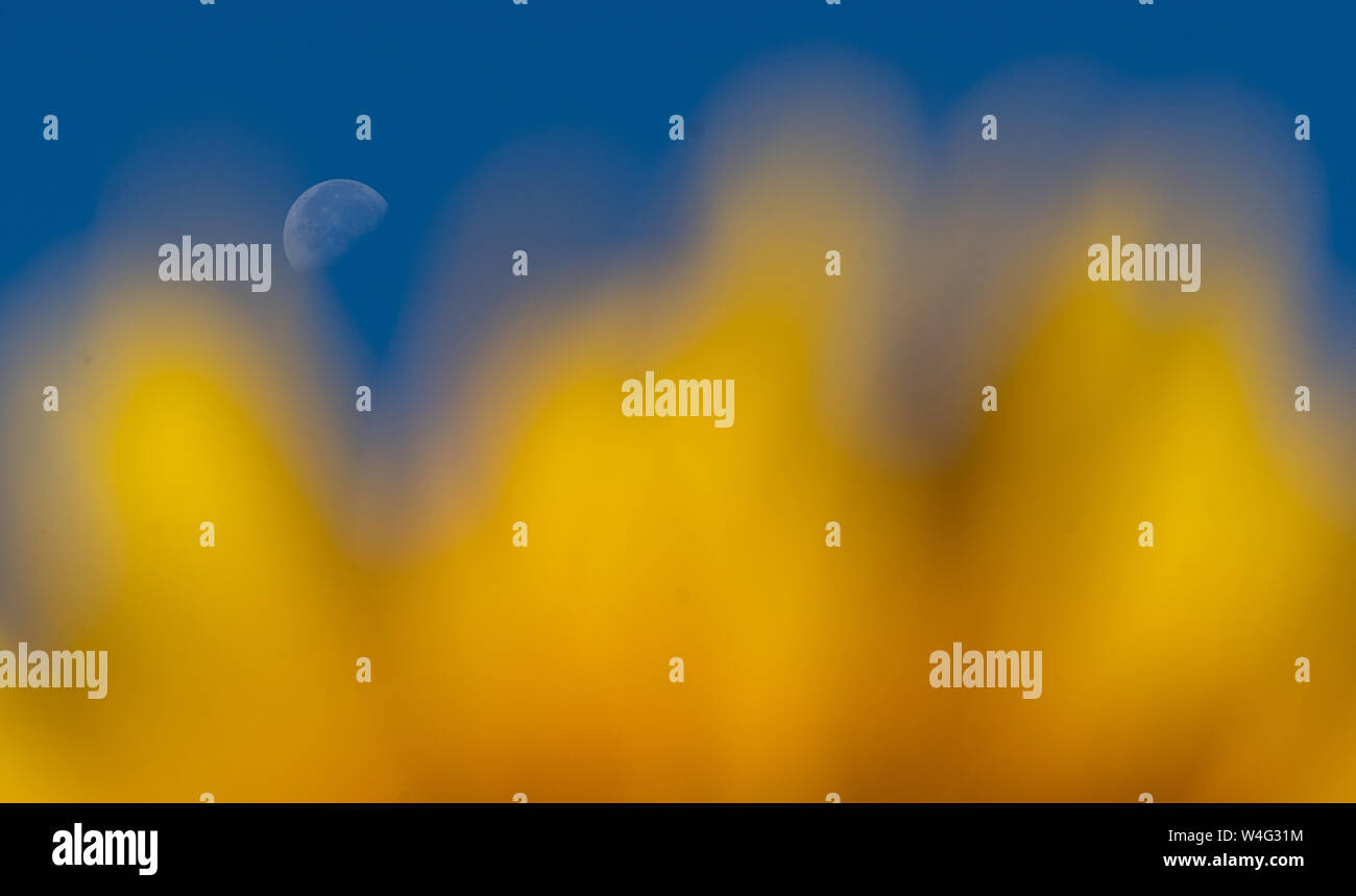 Ruggine, Germania. 23 Luglio, 2019. La luna sorge alle spalle di un girasole nel cielo blu. Credito: Patrick Seeger/dpa/Alamy Live News Foto Stock
