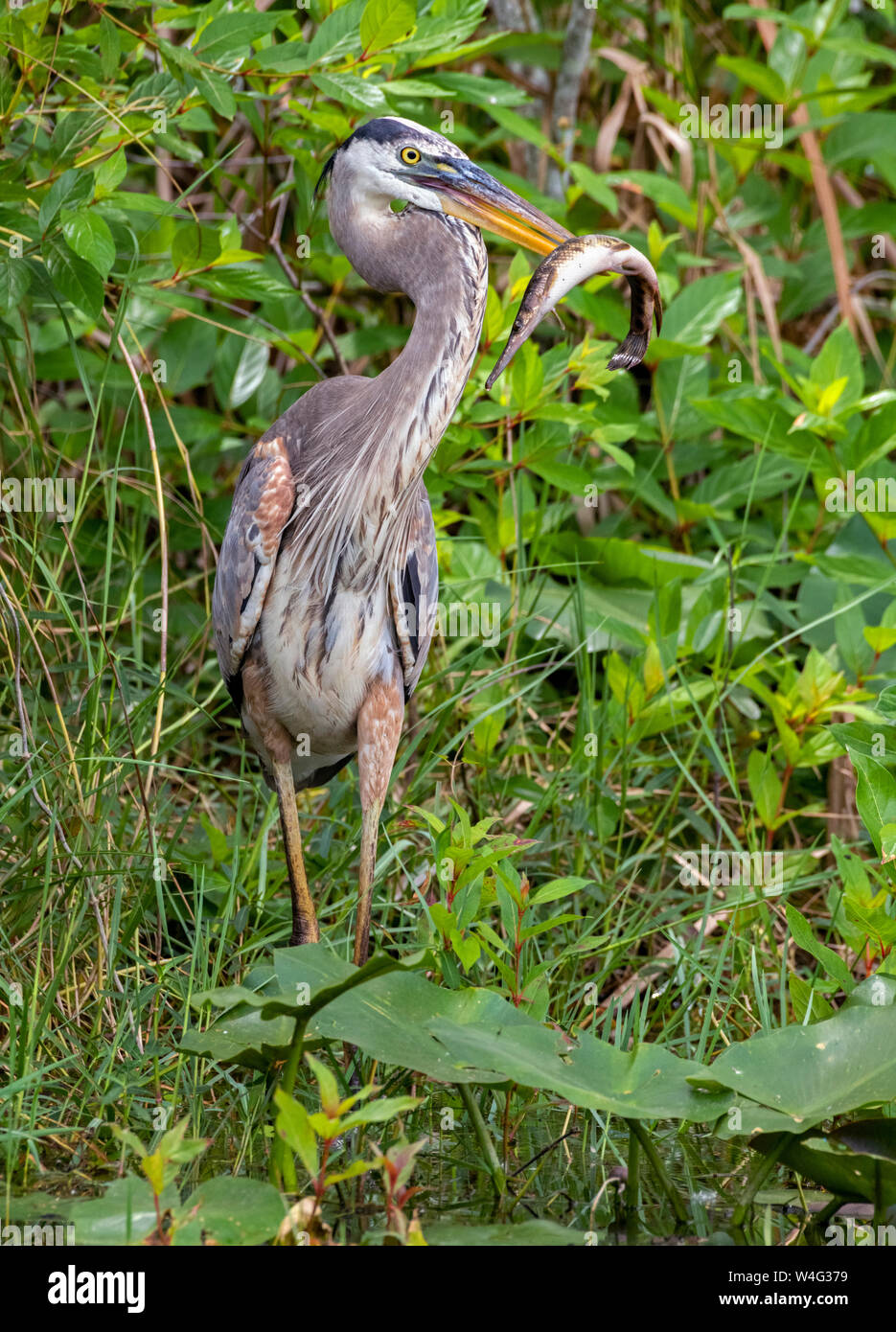 Airone blu (Ardea erodiade). Florida Gar (Lepisosteus platyrhincus). Parco nazionale delle Everglades, Florida. Foto Stock