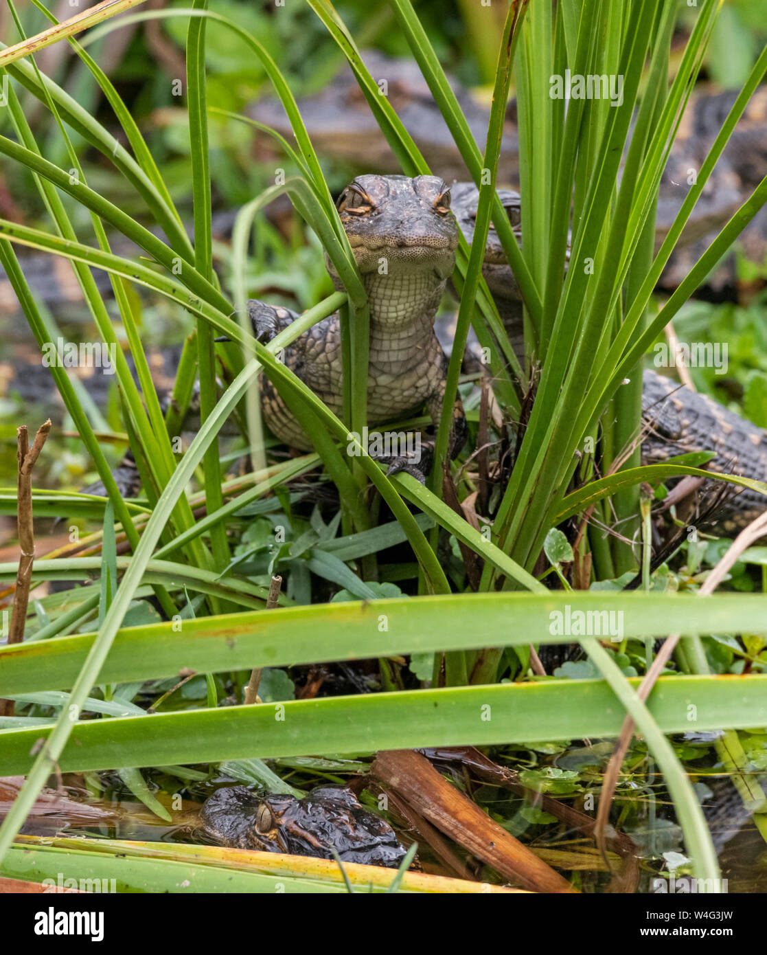 Il coccodrillo americano (Alligator mississippiensis). Parco nazionale delle Everglades, Florida. Foto Stock