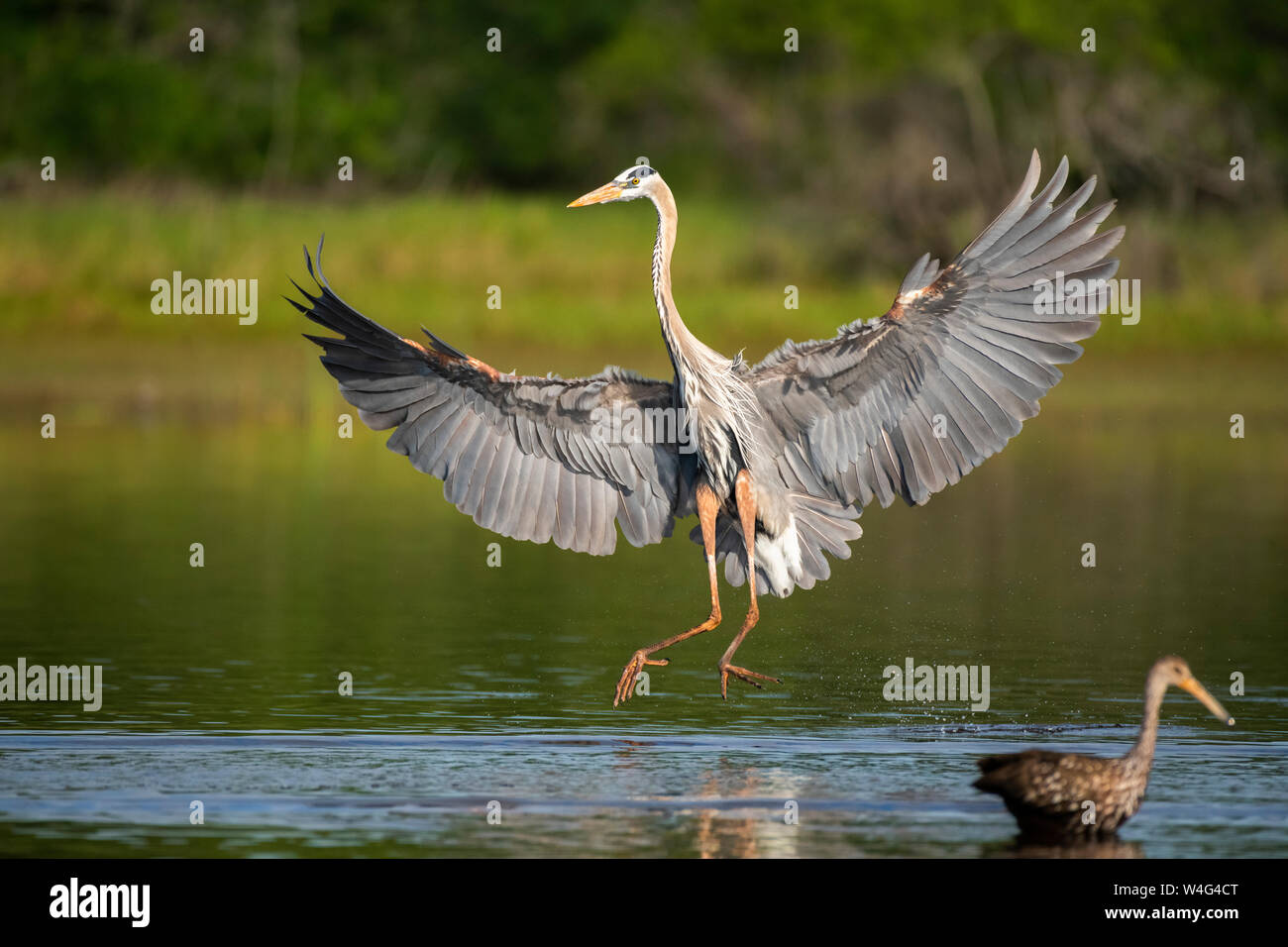 Airone blu (Ardea erodiade). Myakka River State Park, Florida. Foto Stock