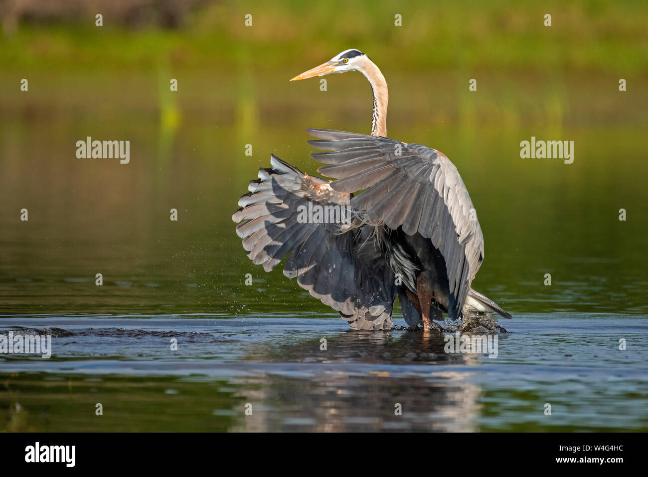 Airone blu (Ardea erodiade). Myakka River State Park, Florida. Foto Stock