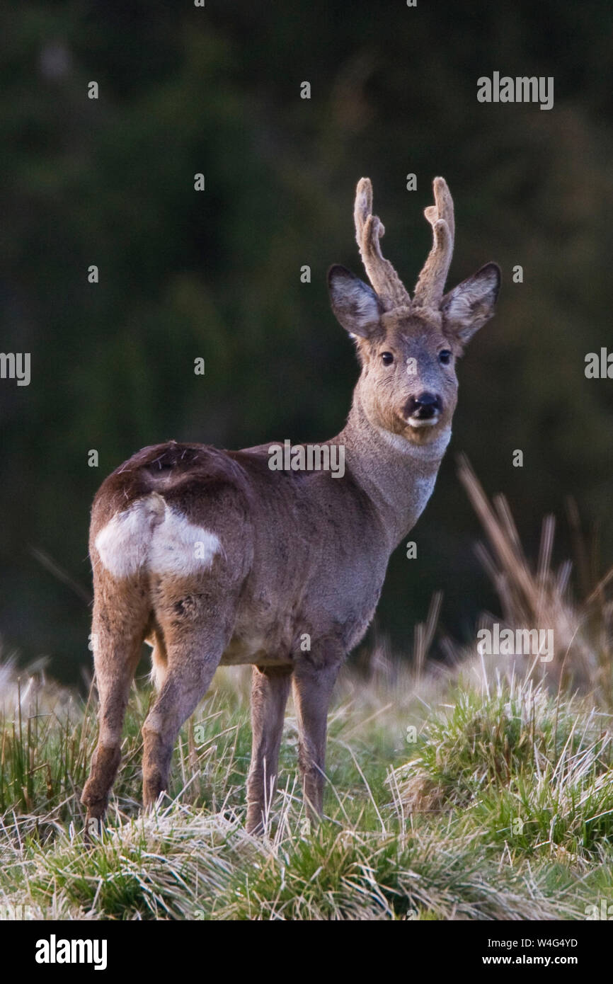 Capriolo, capriolo, Rehbock (Capreolus capreolus) im liberiane Foto Stock