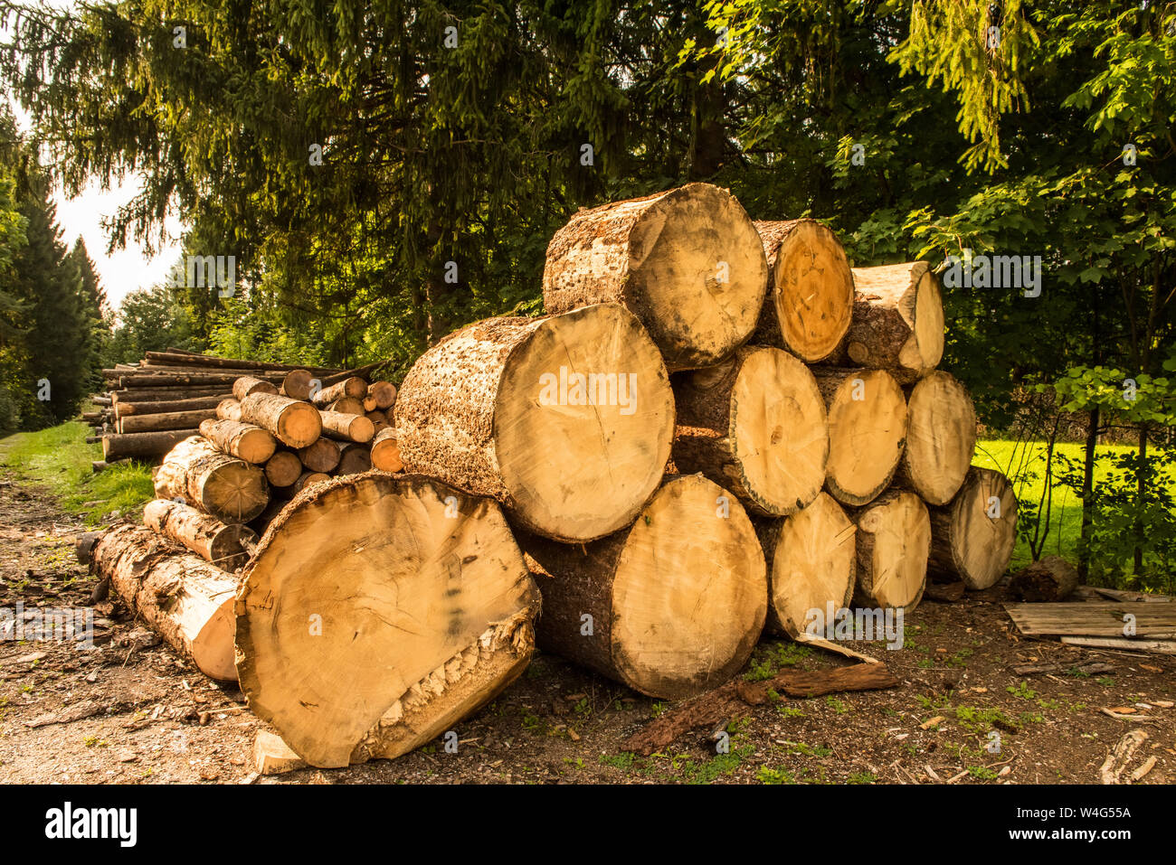 Pile di registro è foresta di pini, Germania Europa Foto Stock
