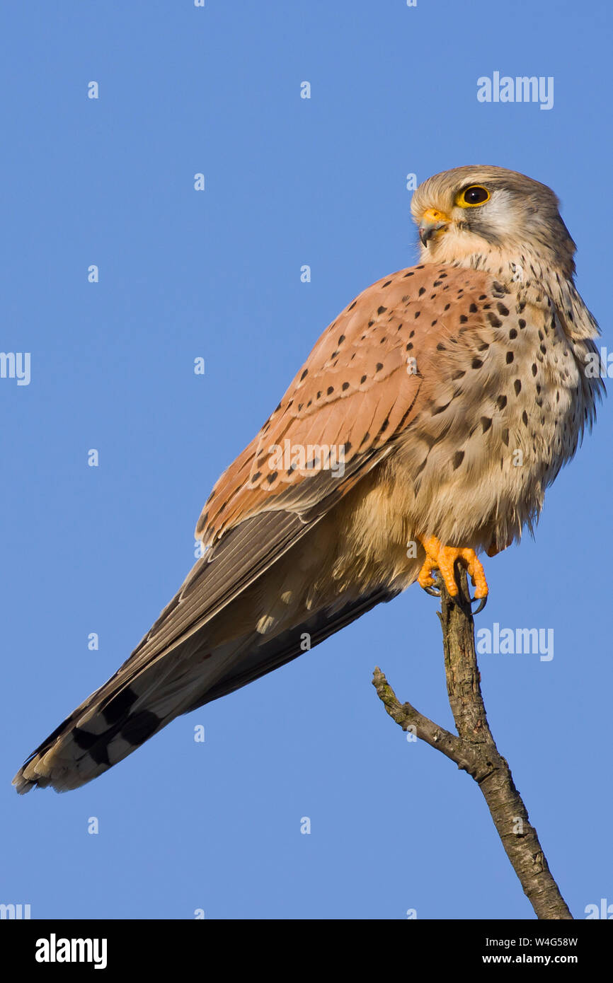 Il Gheppio comune, Turmfalke (Falco tinnunculus) Männchen Foto Stock