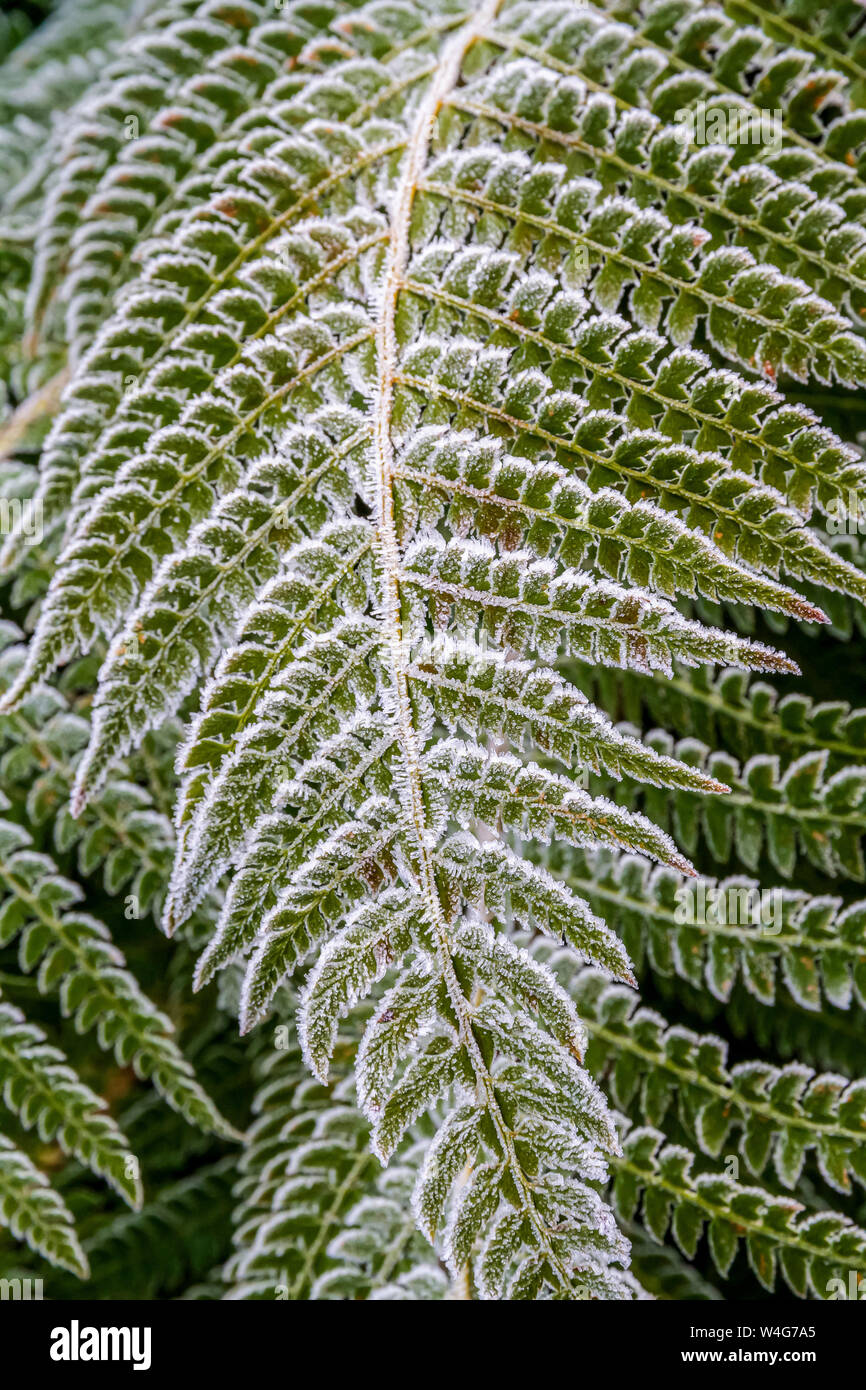 Foglia di felce su un inverno mattina Foto Stock