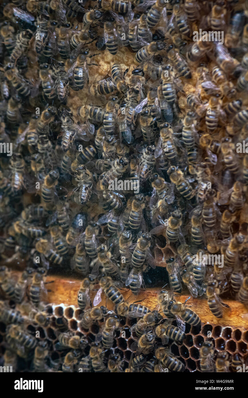 Migliaia di api su favi con il miele. Api nettare di raccolta e messa in celle esagonali dopo il ritorno di alveare Foto Stock