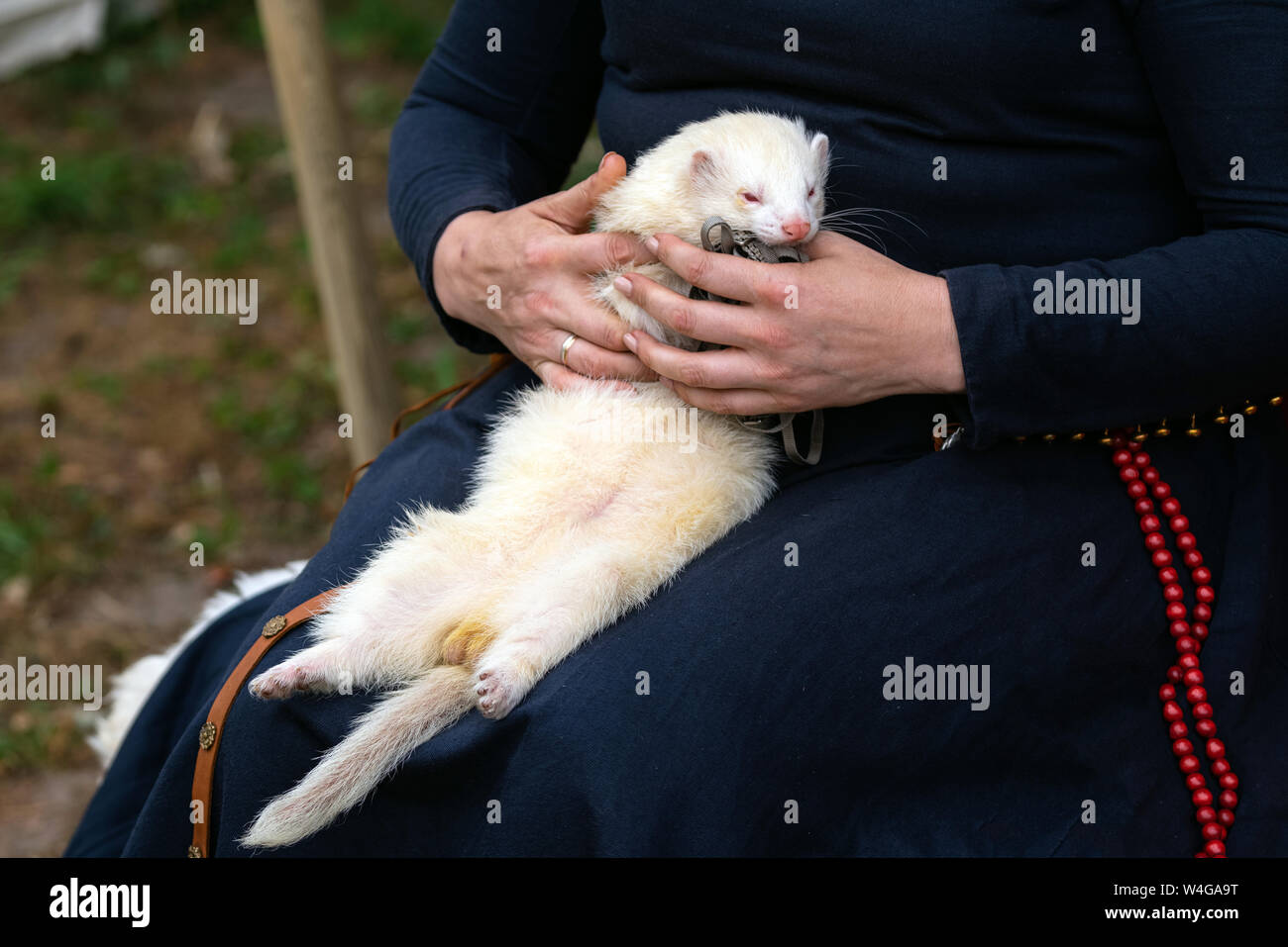 Donna mani adorabili white ferret all'esterno. Argento peloso ferret dormire sulla donna ginocchia al di fuori Foto Stock