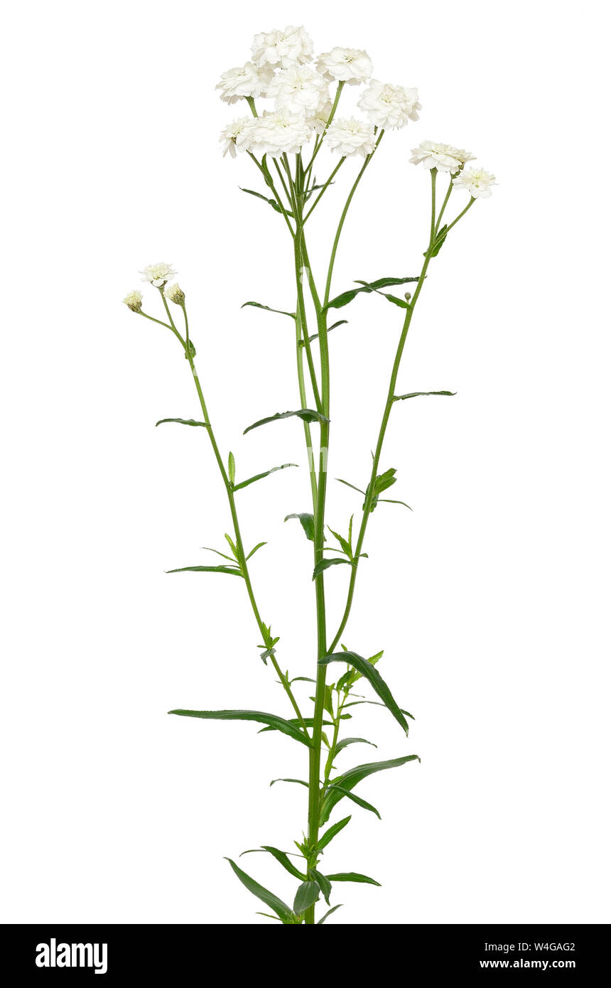 Gypsophila fiore isolato su sfondo bianco Foto Stock