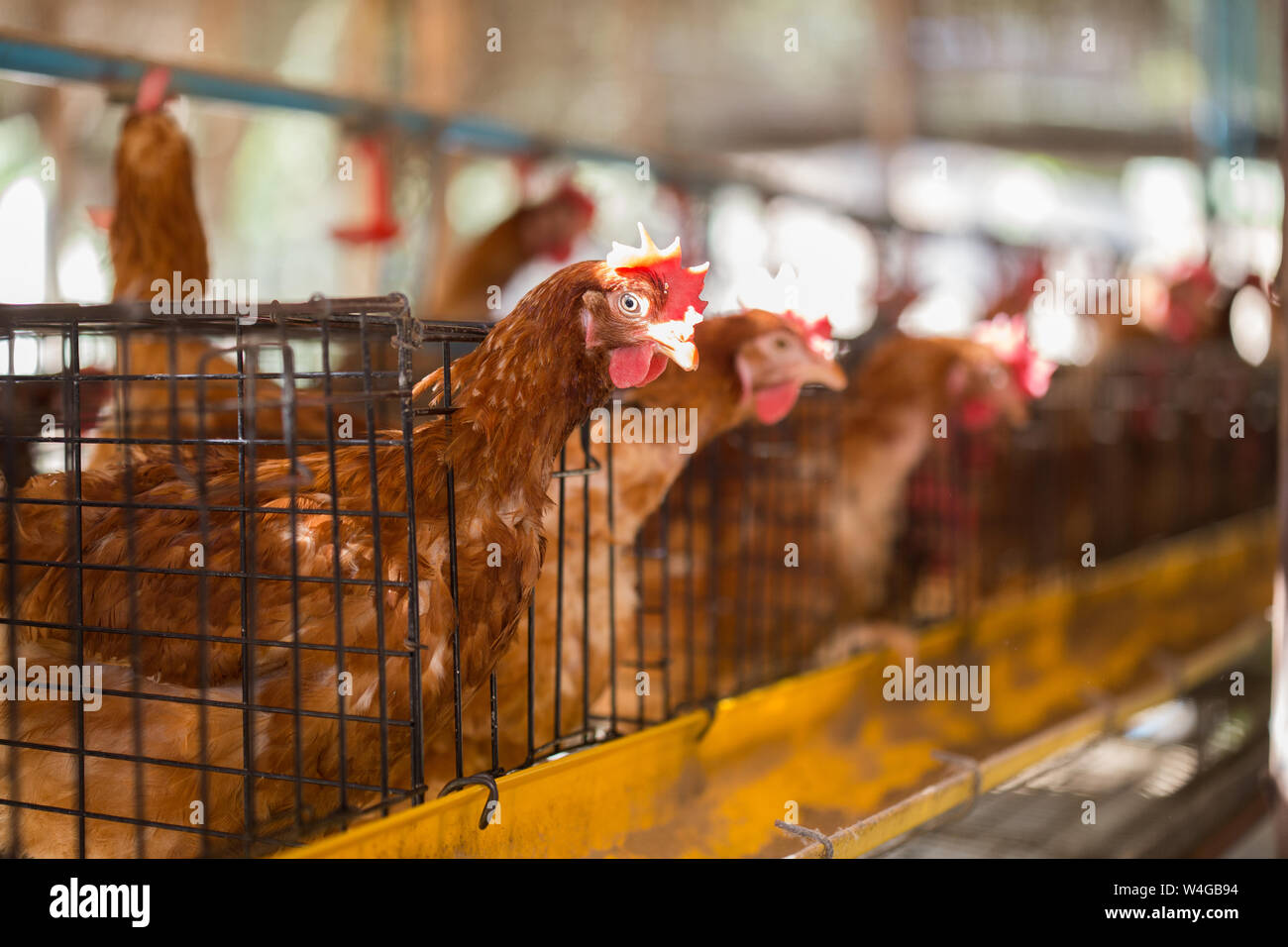 Uova di polli ,galline in gabbie di azienda industriale Foto Stock
