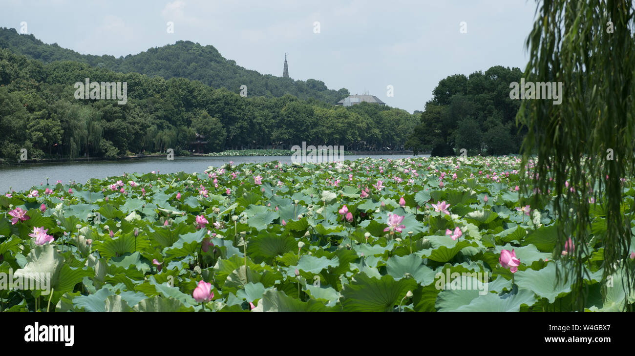 (190723) -- HANGZHOU, luglio 23, 2019 (Xinhua) -- Fotografia scattata a luglio 23, 2019 mostra i fiori di loto in West Lake in Hangzhou, est della Cina di Provincia dello Zhejiang. Onda di Calore continua a colpire Hangzhou fino ai primi di agosto. (Xinhua/Weng Xinyang) Foto Stock