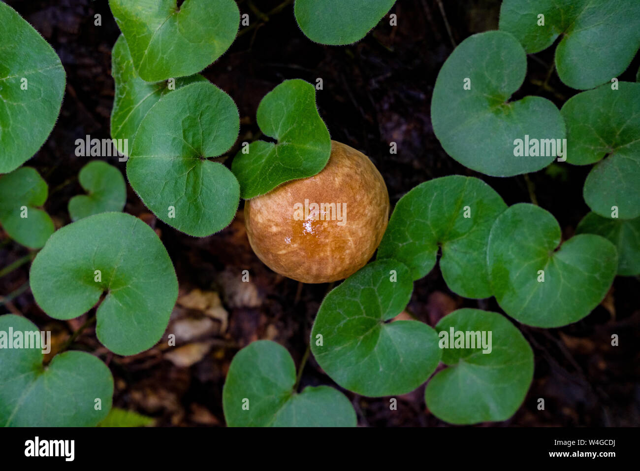 Vista dall'alto del tappo a fungo tra grande ovale foglie verdi a forma di cuore. Astrazione naturale Foto Stock