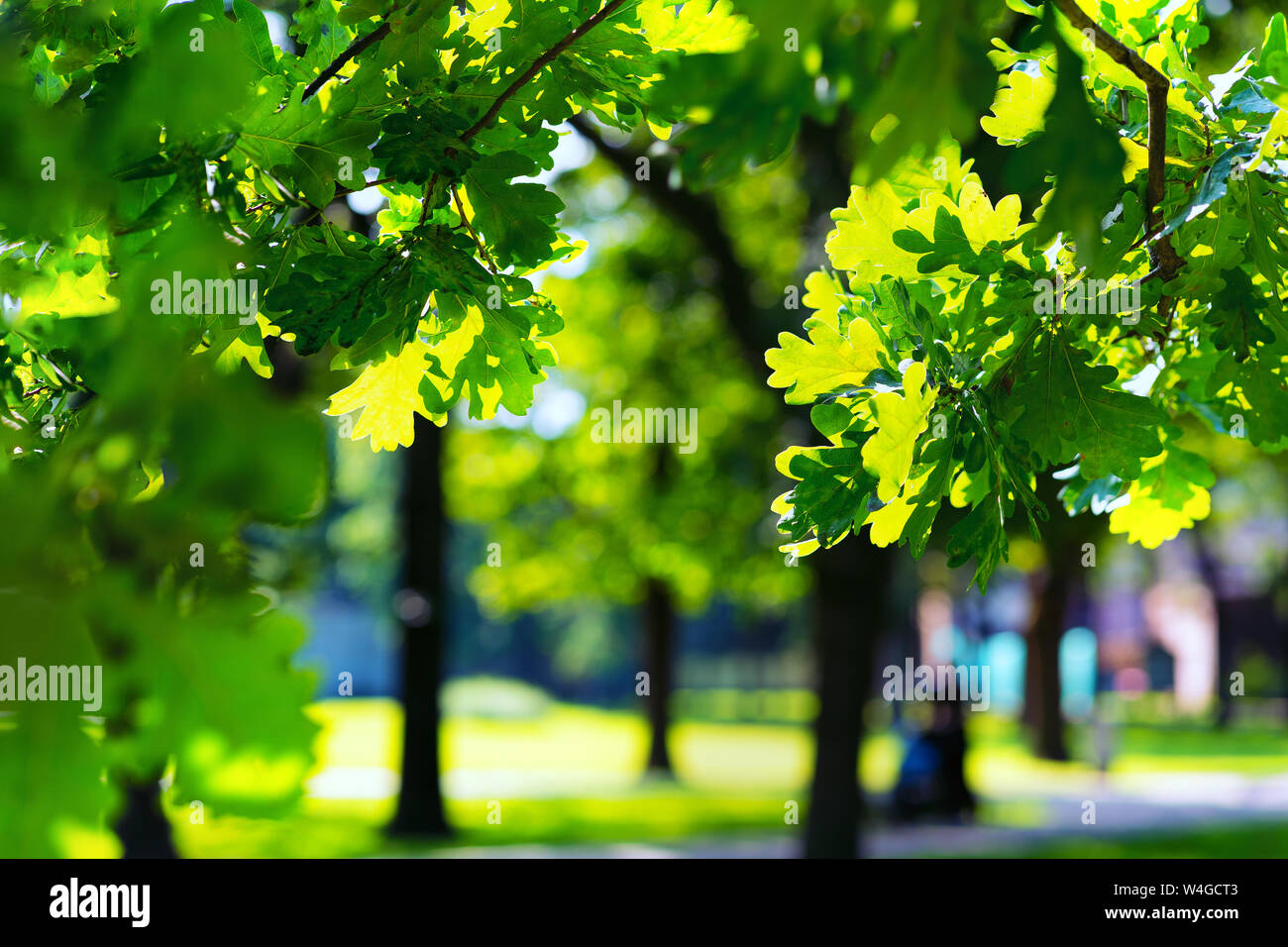 Il verde delle foglie degli alberi di quercia in un parco della città di Riga in estate giornata di sole Foto Stock